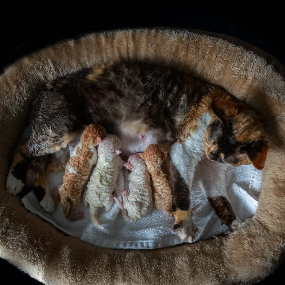 KITTENS. Devon Rex Pixie Cattery