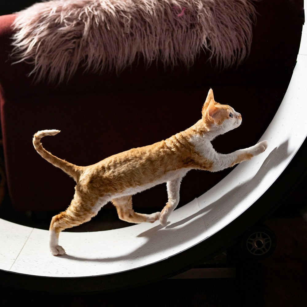 MAIN. Devon Rex Pixie Cattery