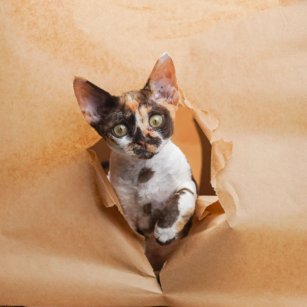 MAIN. Devon Rex Pixie Cattery