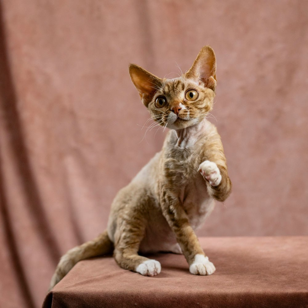 OUR KINGS and QUEENS. Devon Rex Pixie Cattery