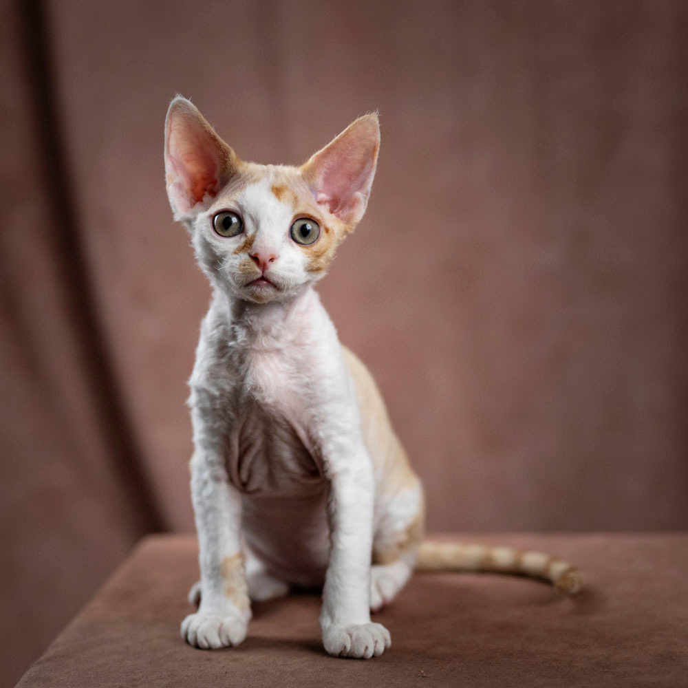 Bonnie, Boy, born on 29.07.23, SOLD. Devon Rex Pixie Cattery