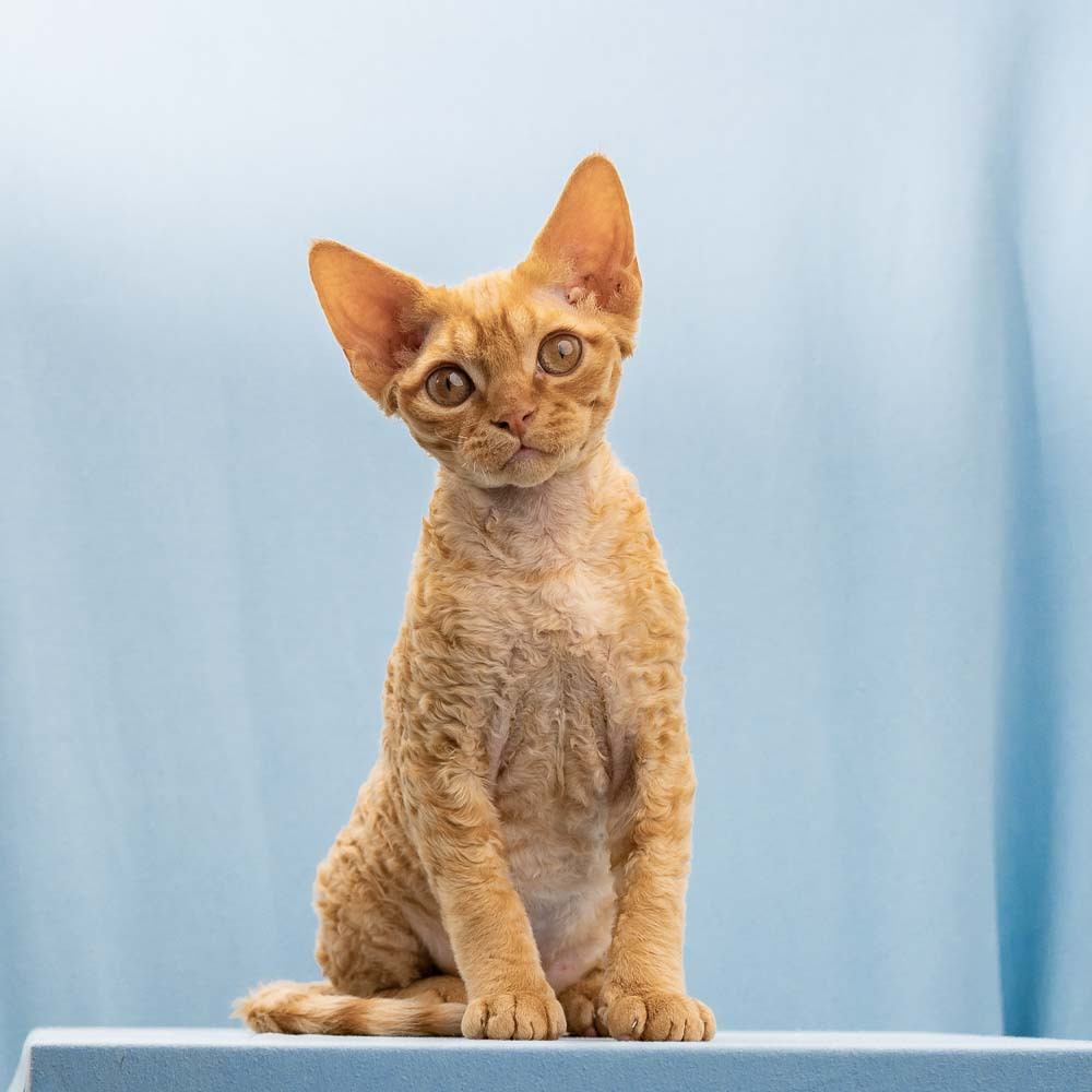 Boop, Boy, born on 02.01.23, SOLD. Devon Rex Pixie Cattery
