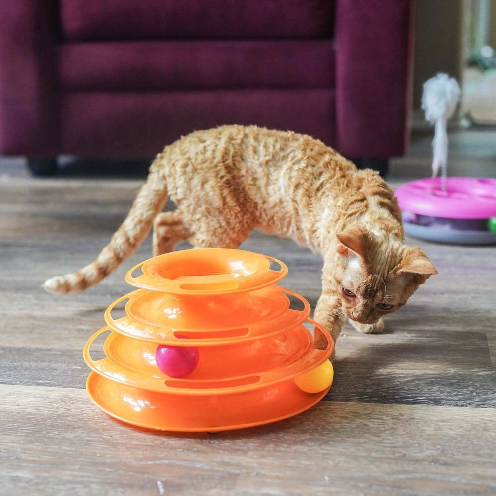 Toys. Devon Rex Pixie Cattery