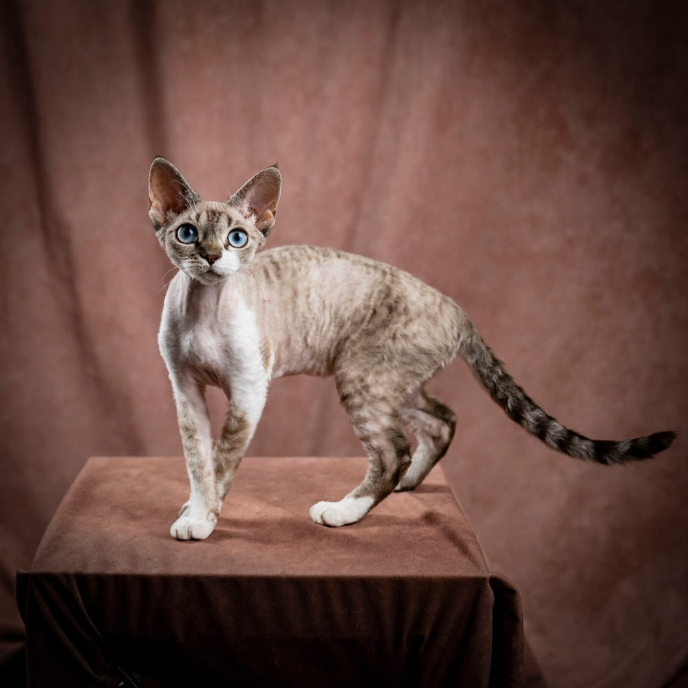 Hunti. Devon Rex Pixie Cattery