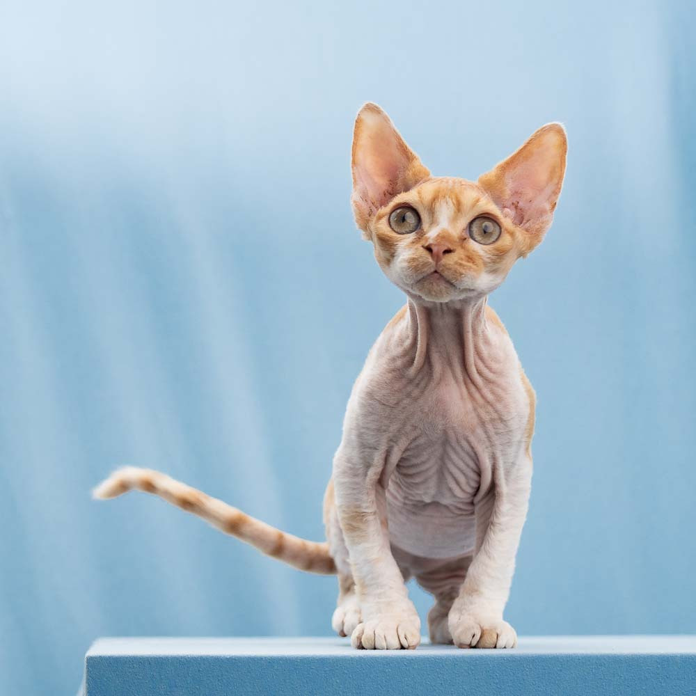 Red kitten with big eyes Devon Rex breed for sale