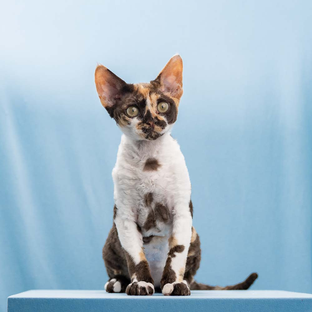 Winkles, Girl, born on 02.01.23, SOLD. Devon Rex Pixie Cattery