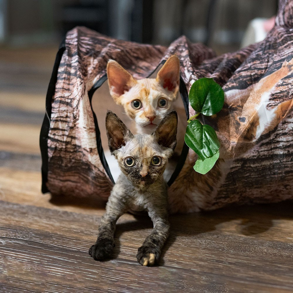 MAIN. Devon Rex Pixie Cattery