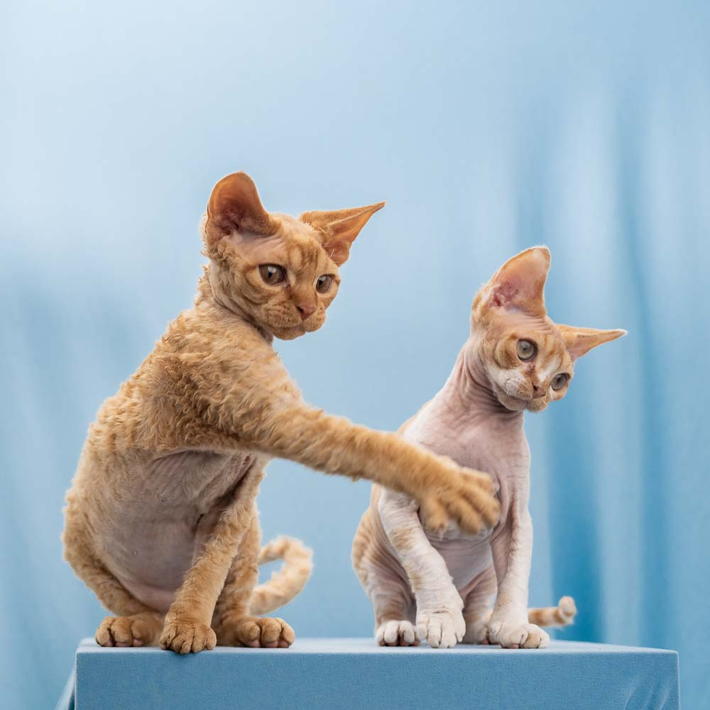 Devon Rex Pixie Cattery