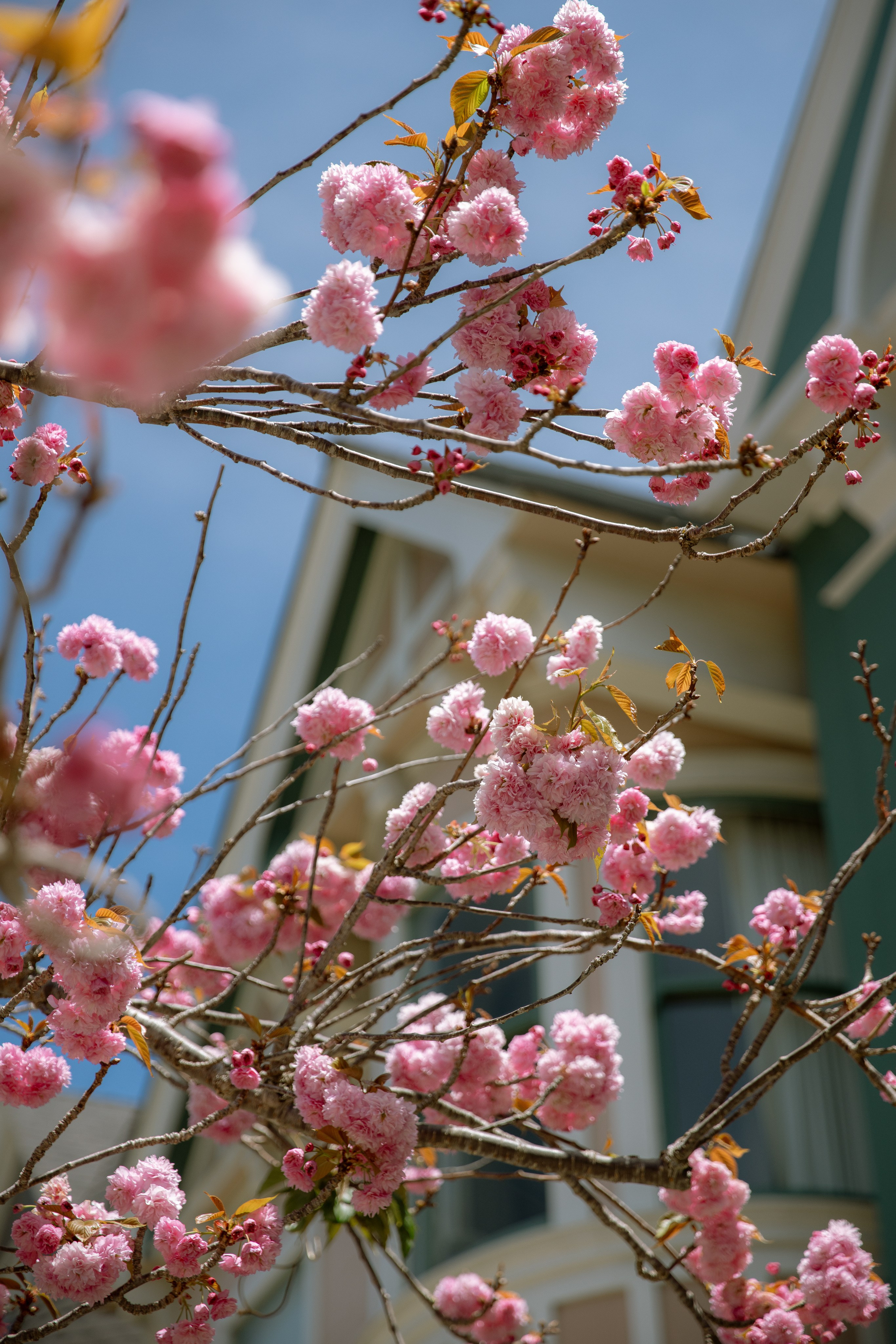 San Francisco Aesthetic: Free Phone Wallpapers. Photographer in Los Angeles. Julia Ishmuratova