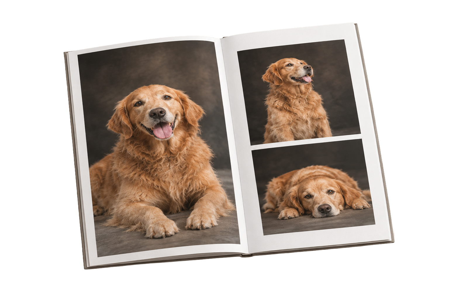 Fotografía de Mascotas en Madrid - Rainbox. Rainbox Estudio de Fotografía