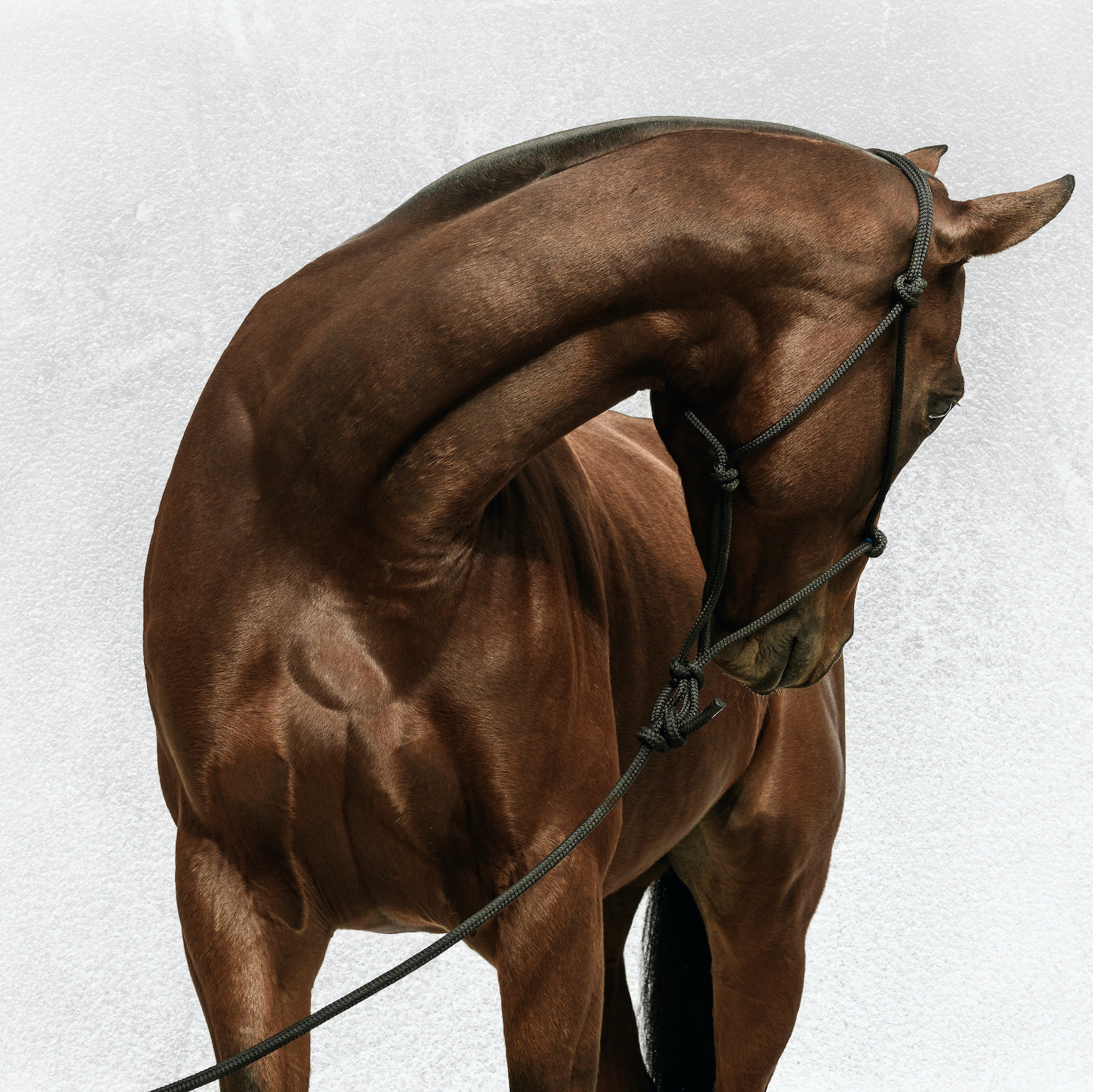 Equine Fine Art photography