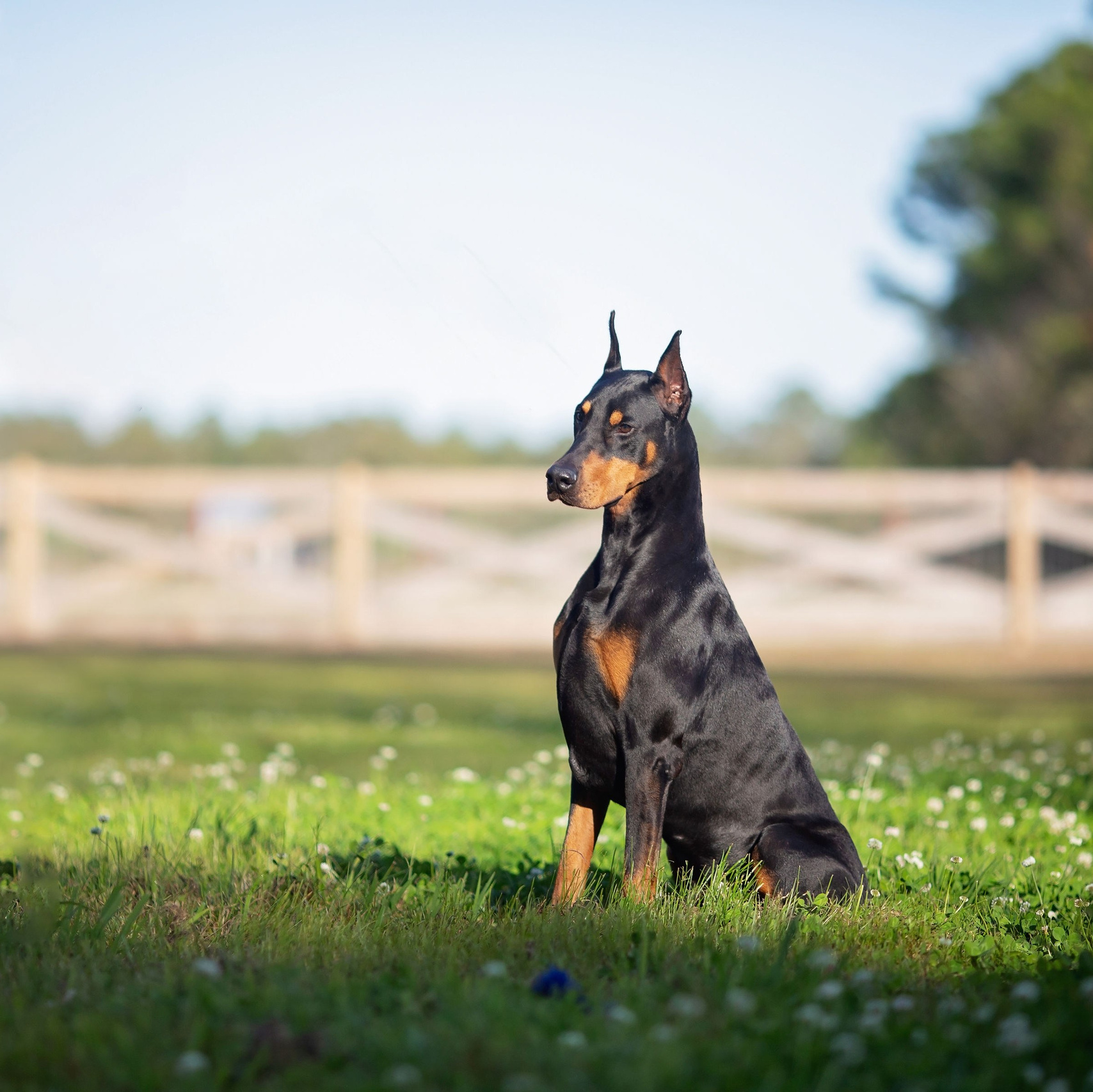 CONTACT US. Spumanti Dobermans