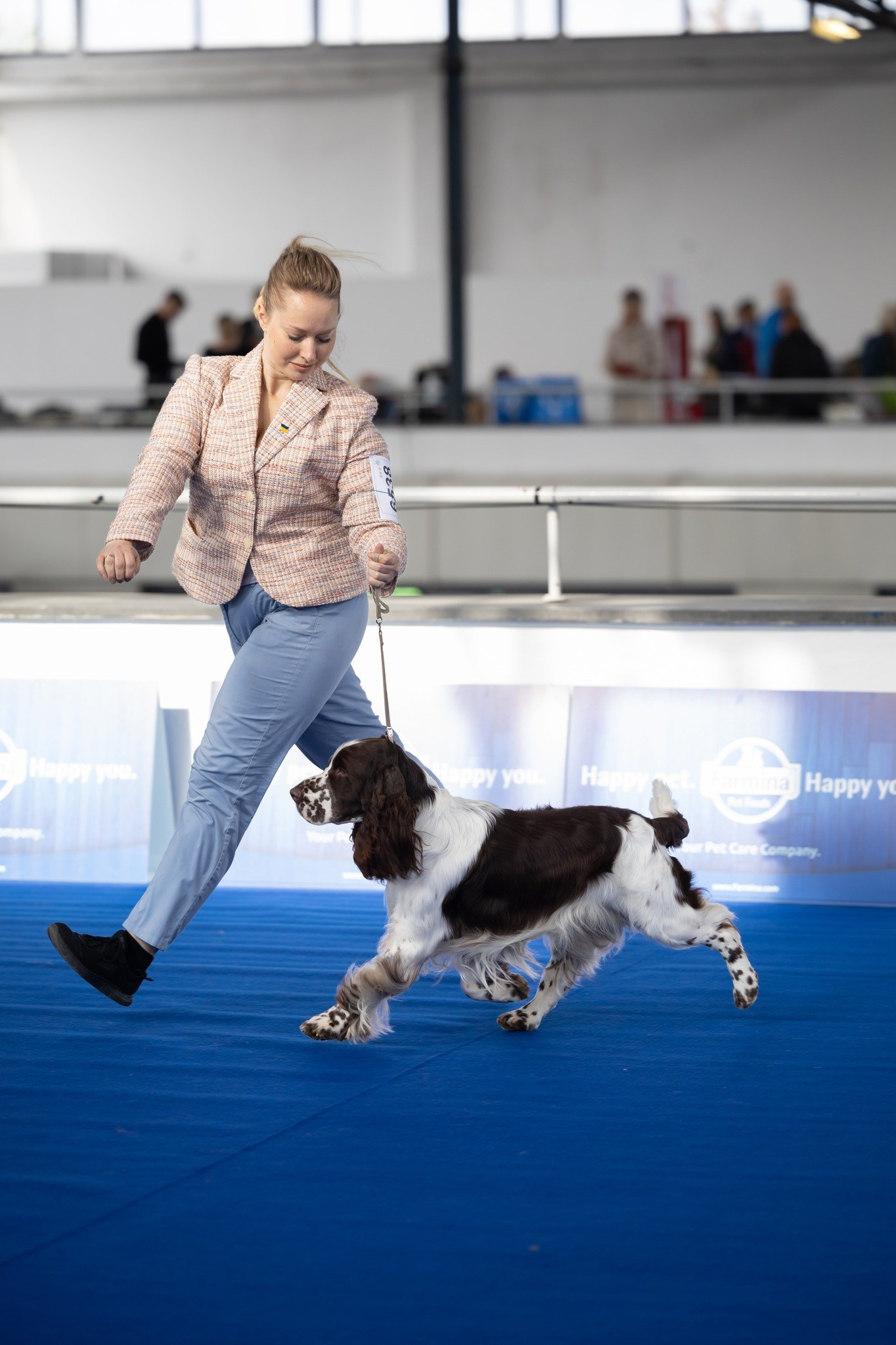 Photo of springer spaniel at the World Championships in Croatia