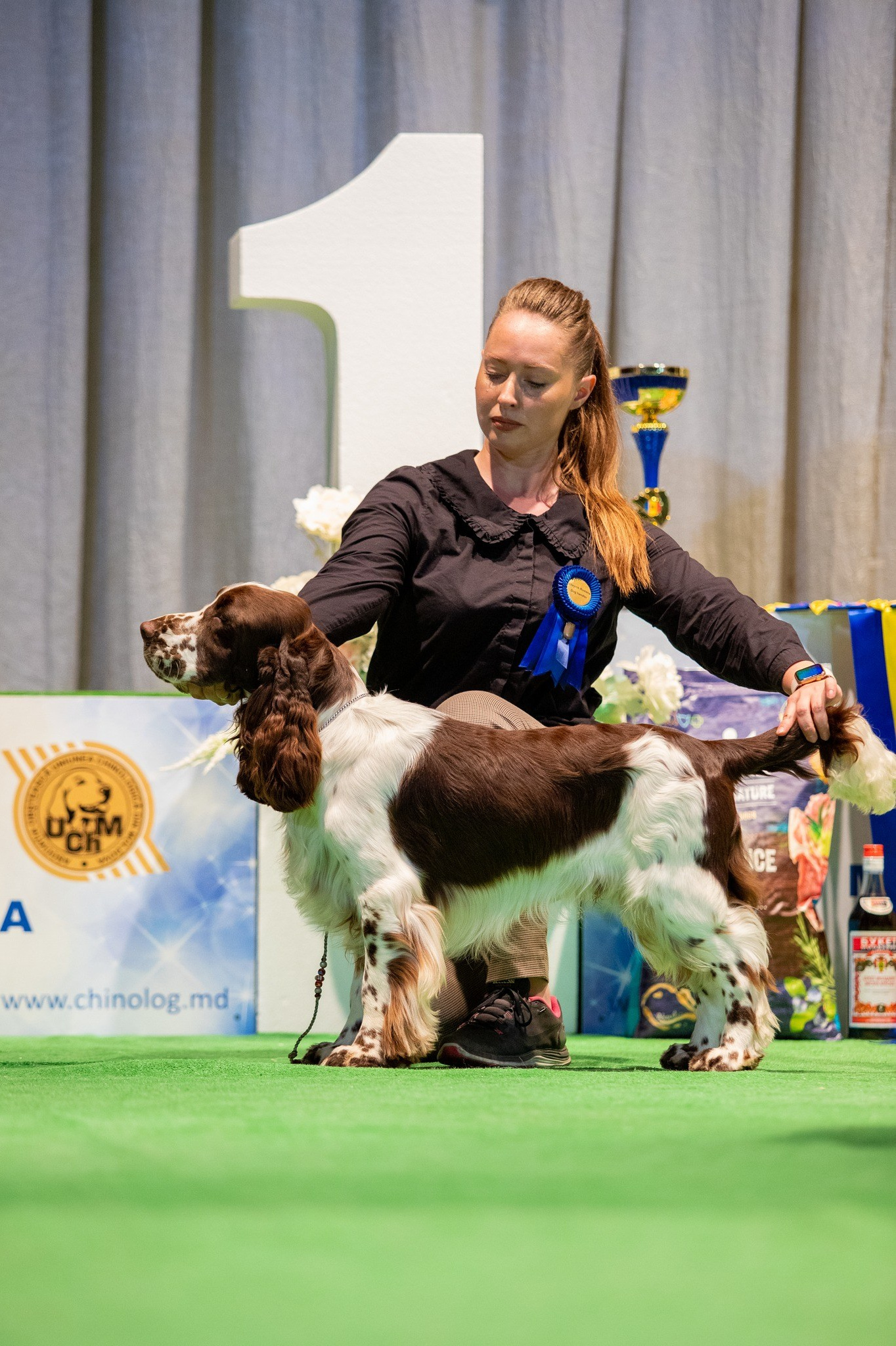Photo springer spaniel champion of Moldova