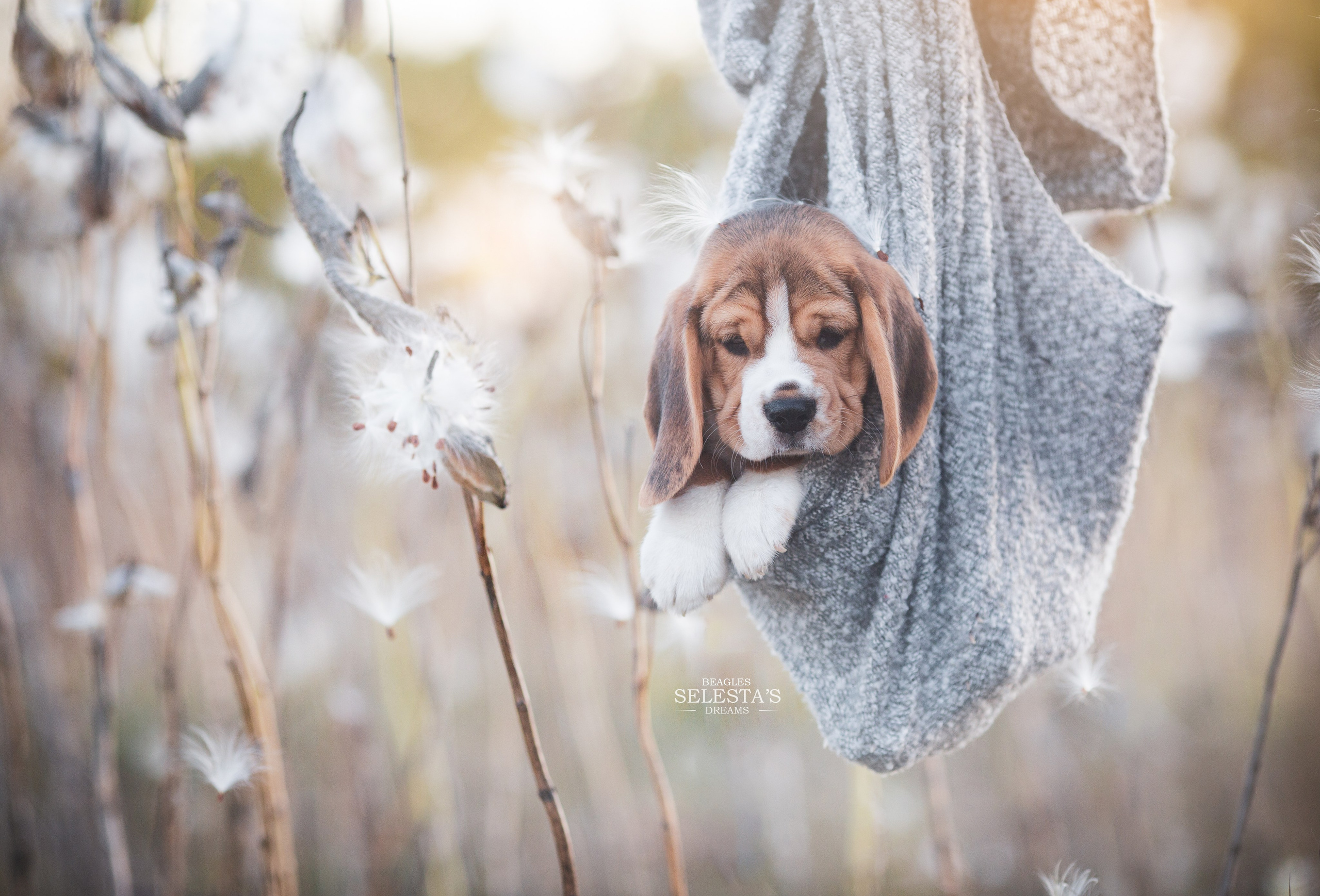 Жан. Розплідник біглей в Україні