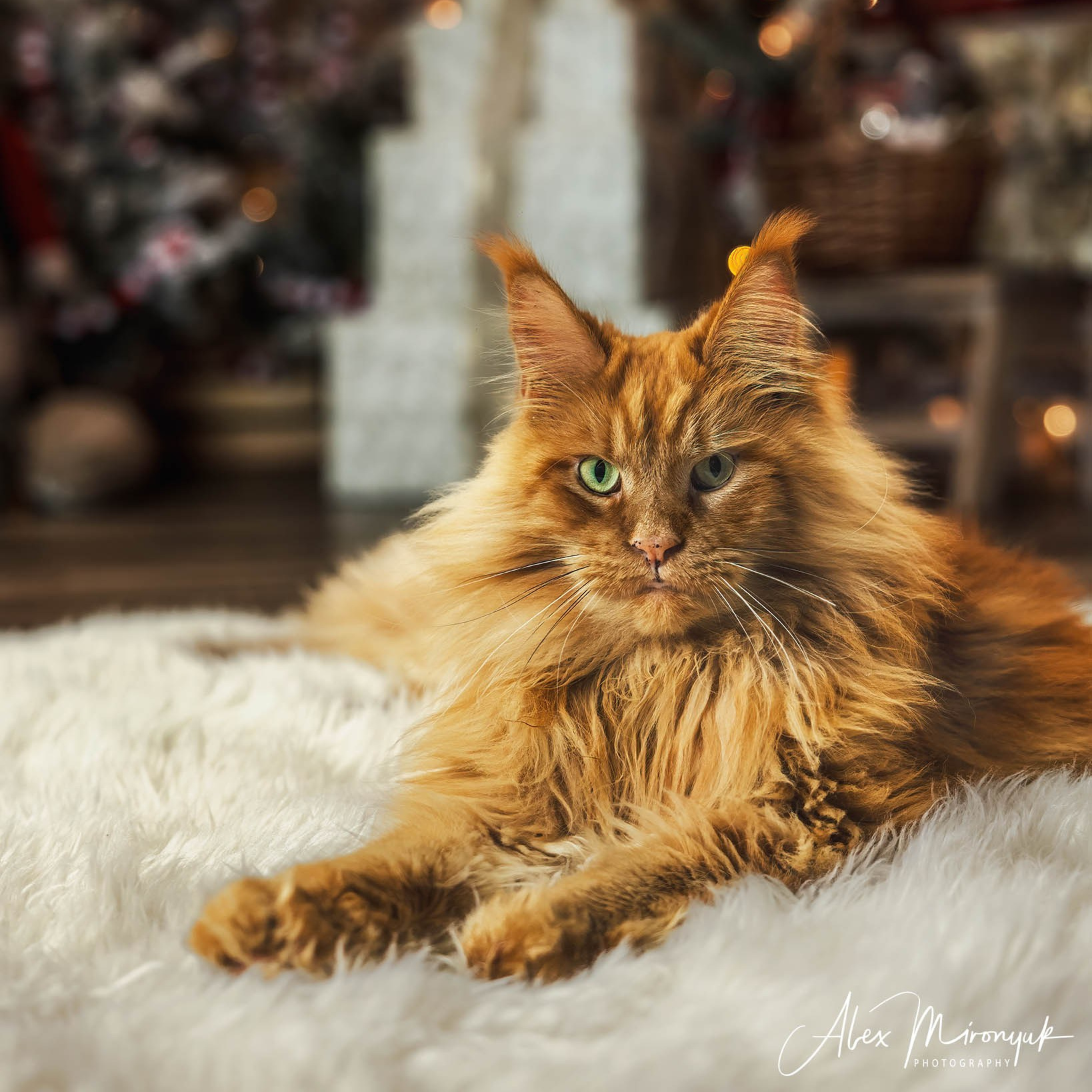 Pet Photography. Pet, Senior, Landscape, portrait studio, photographer in Miami and Sou