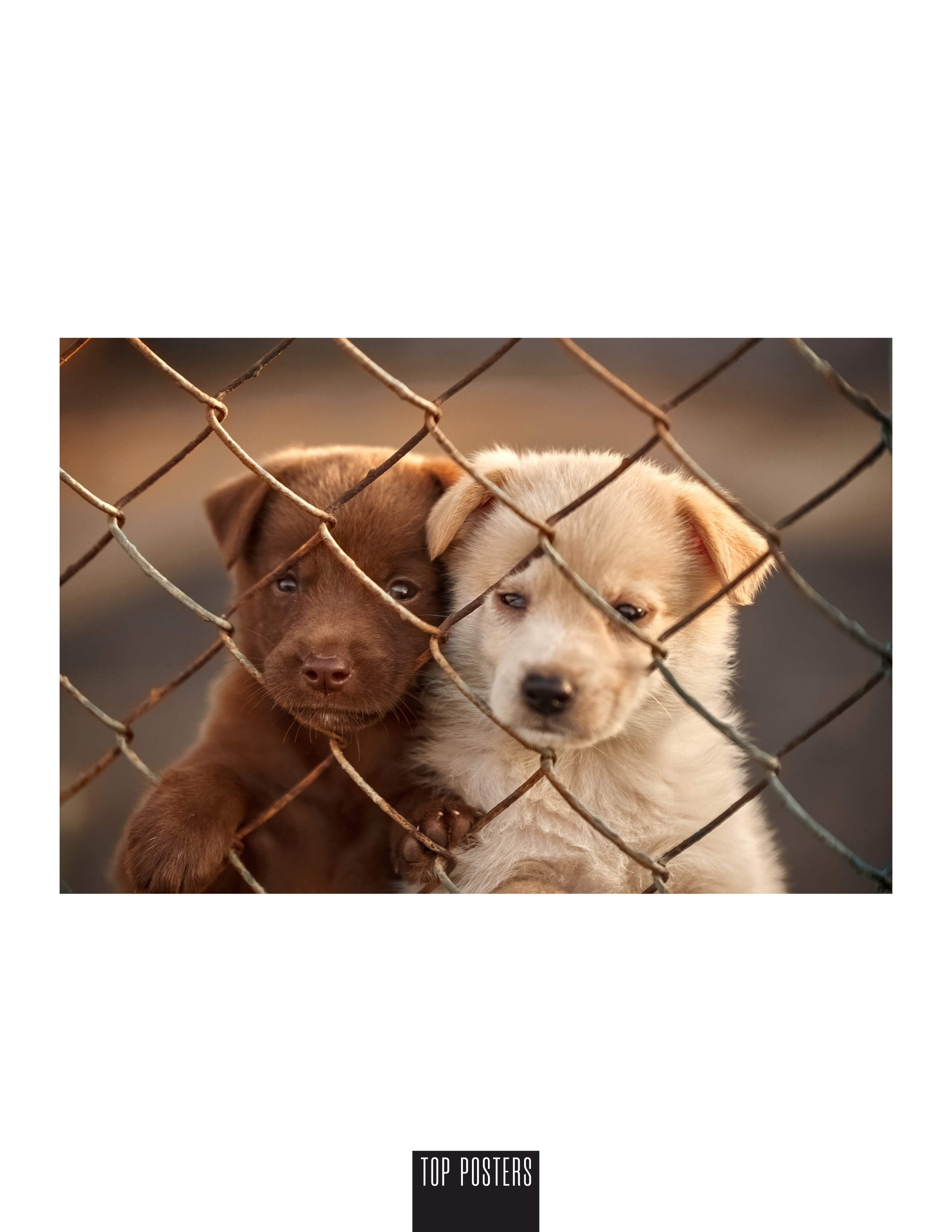 2 щенка за решеткой забора.