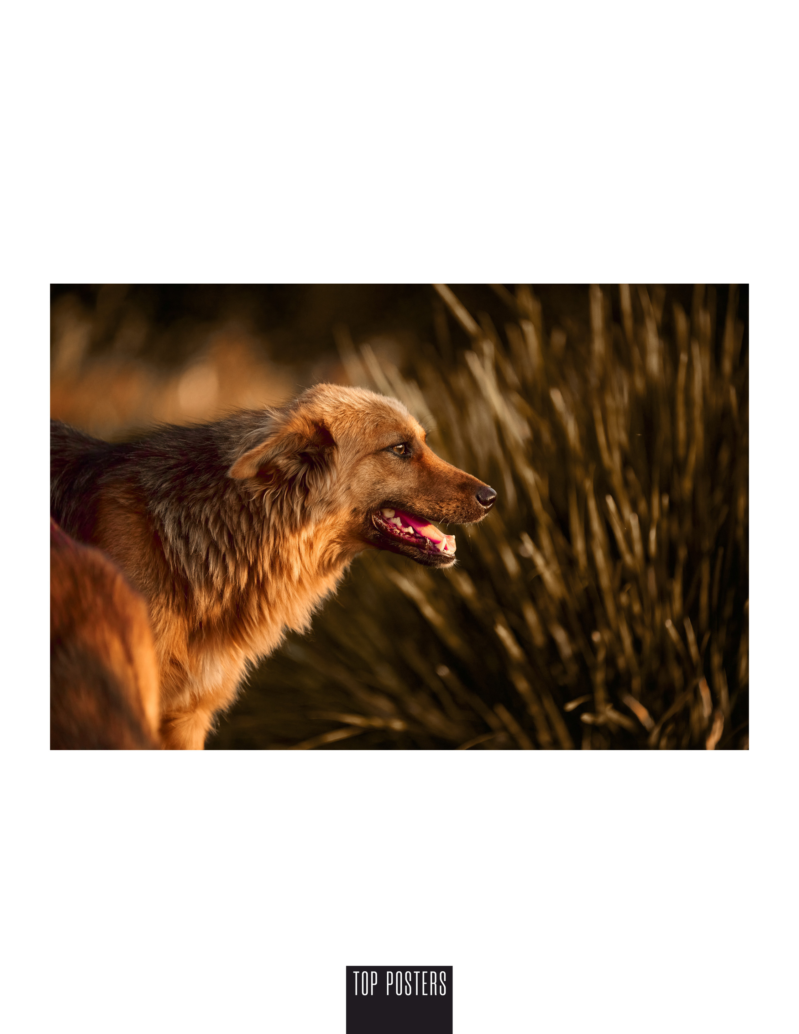 взрослый пес на улице.