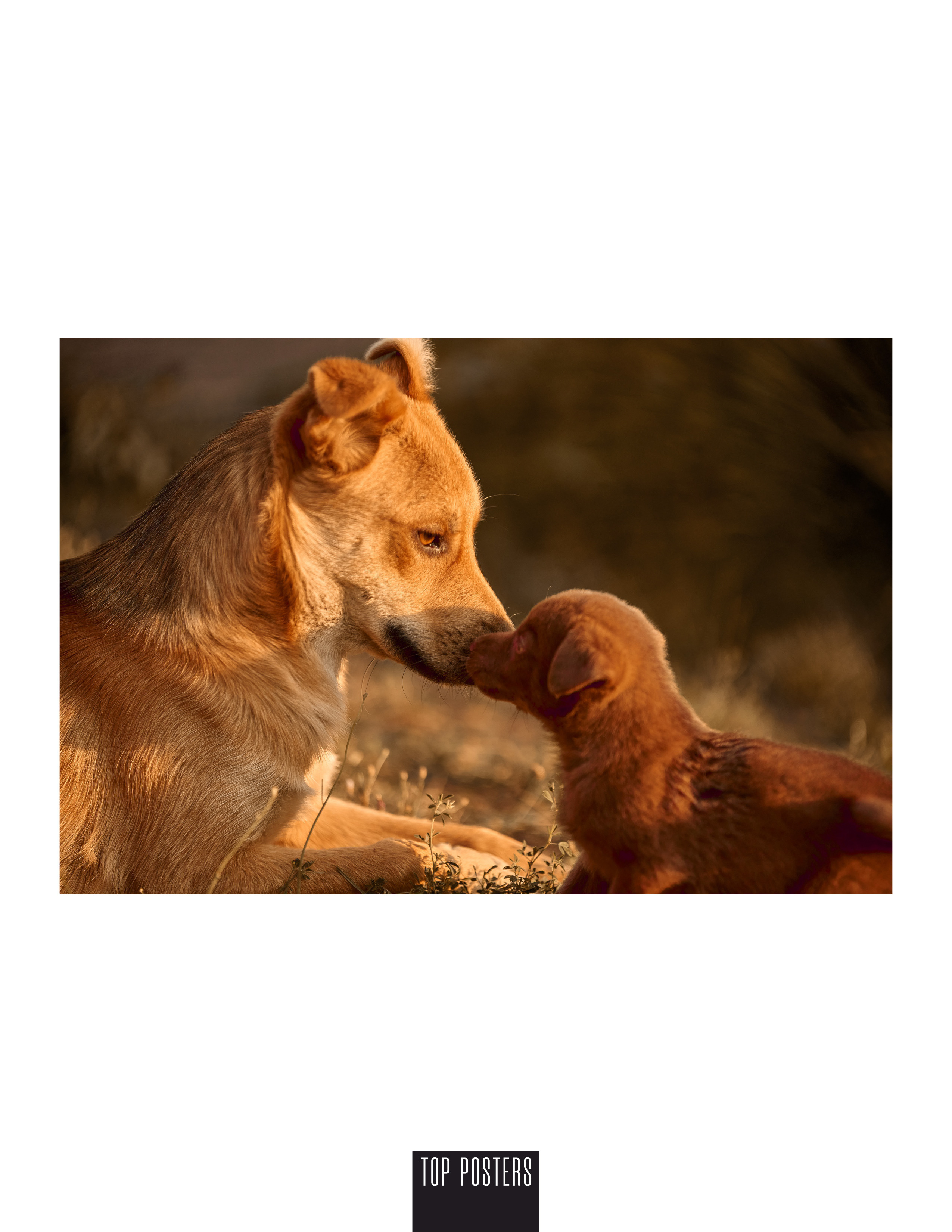 Мама и щенок.