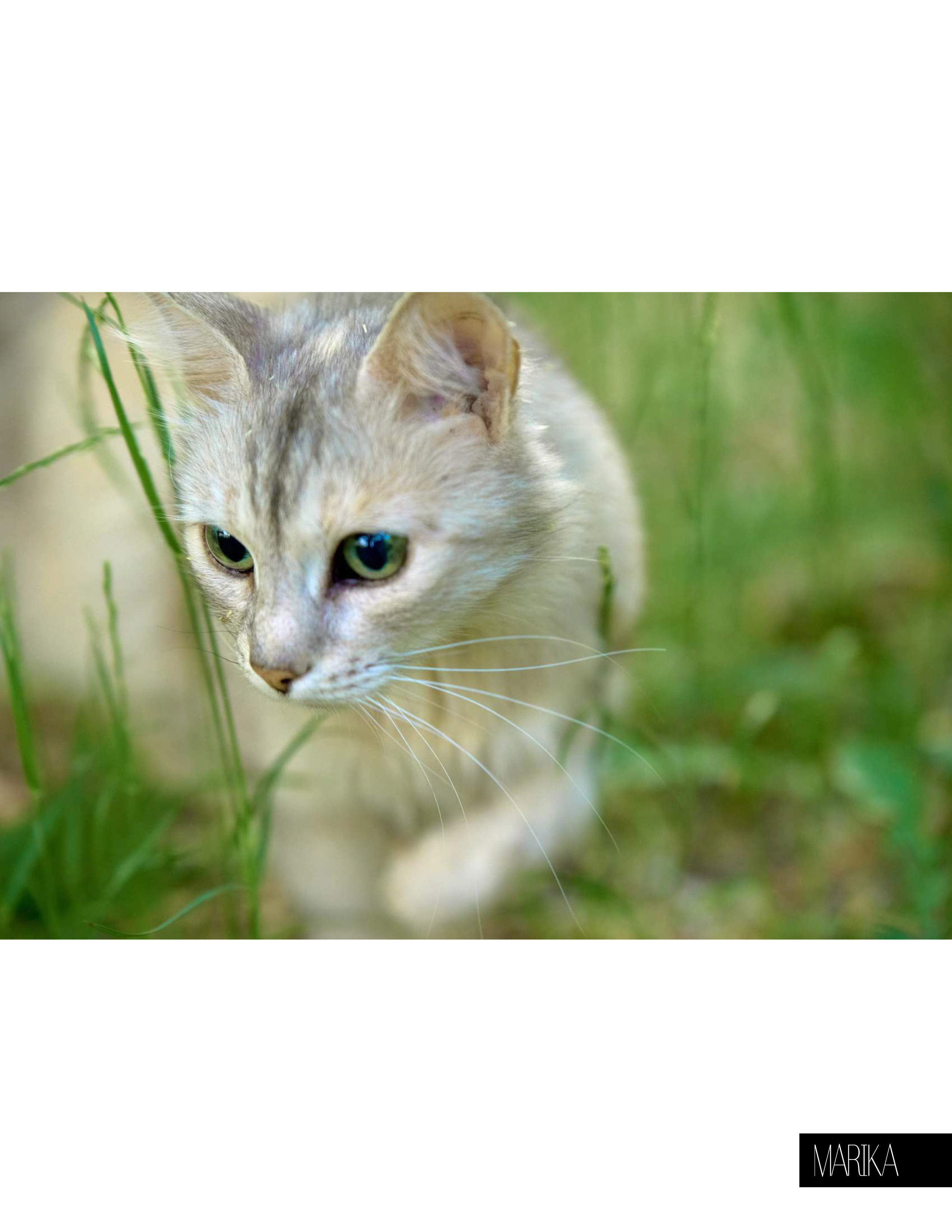 Дворовый кот, белый окрас.