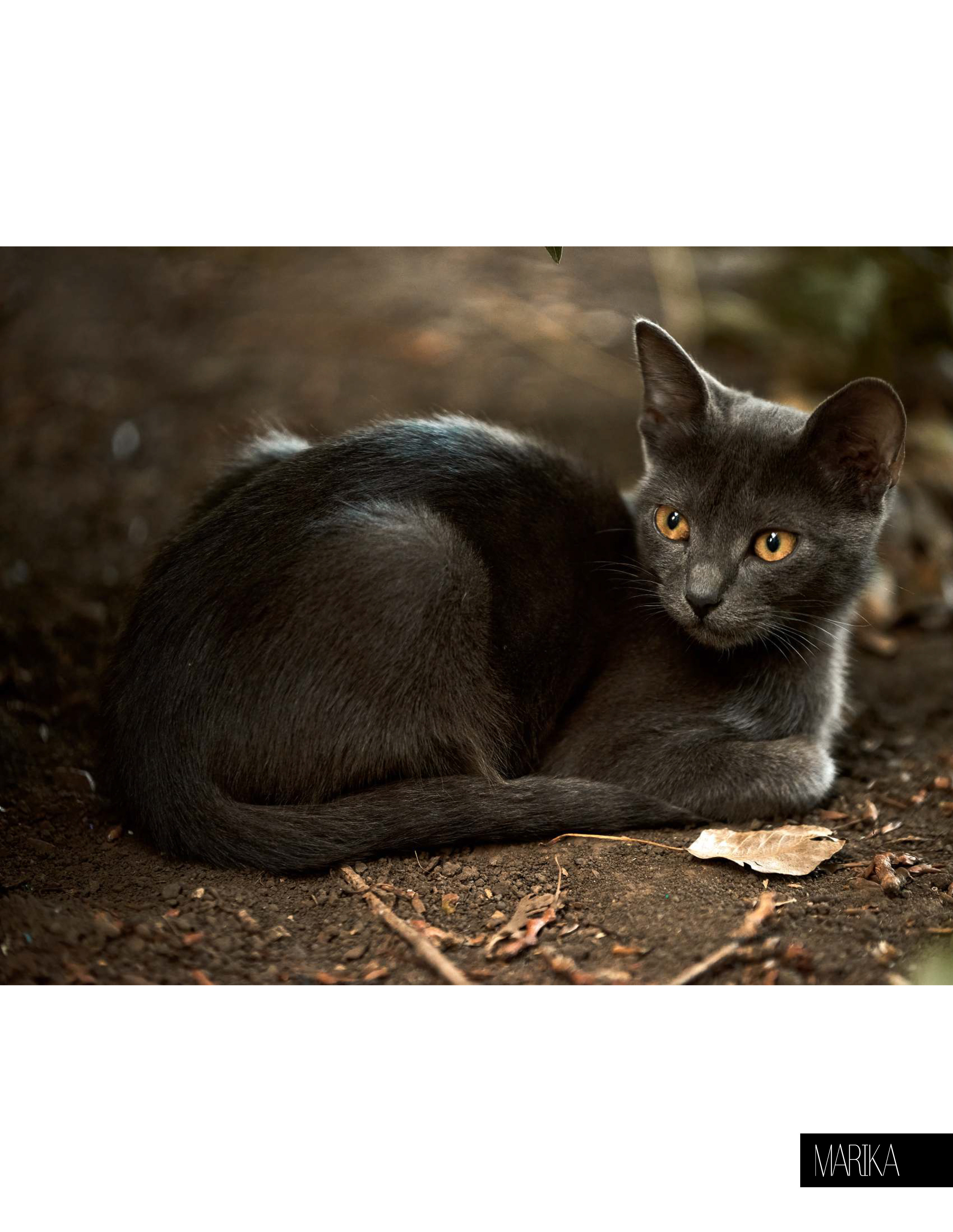 Cats Life. MARIKA MAGAZINE. Профессиональный Фотограф Халемонец Андрей в Кривой Рог Днепр Украина