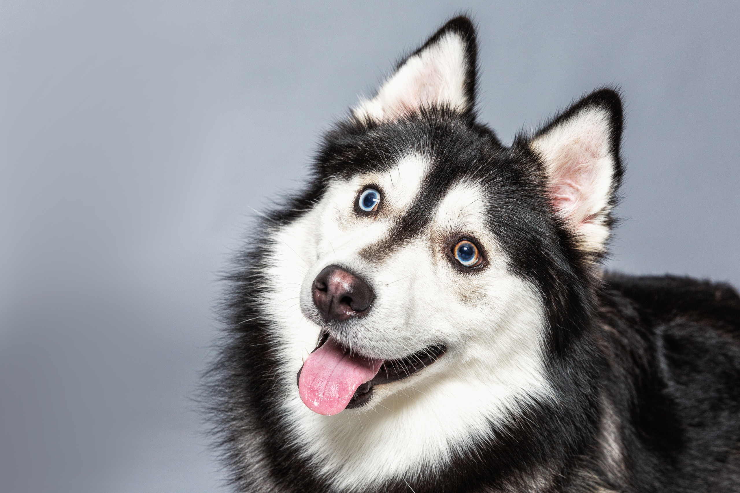 Pet Photography. Pet, Senior, Landscape, portrait studio, photographer in Miami and Sou