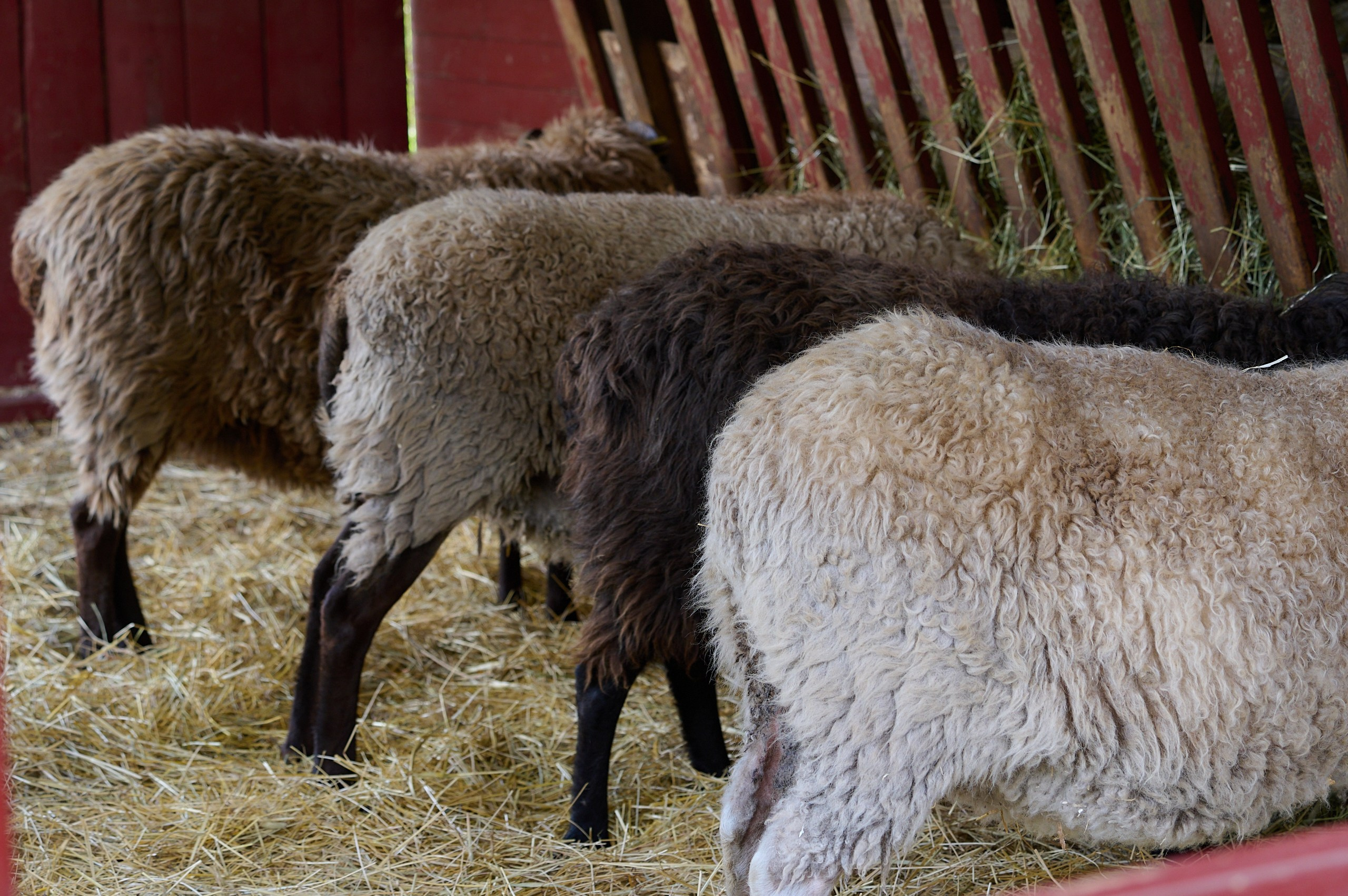 Visit Skånes Djurpark. Yuri Popkov | Photographer