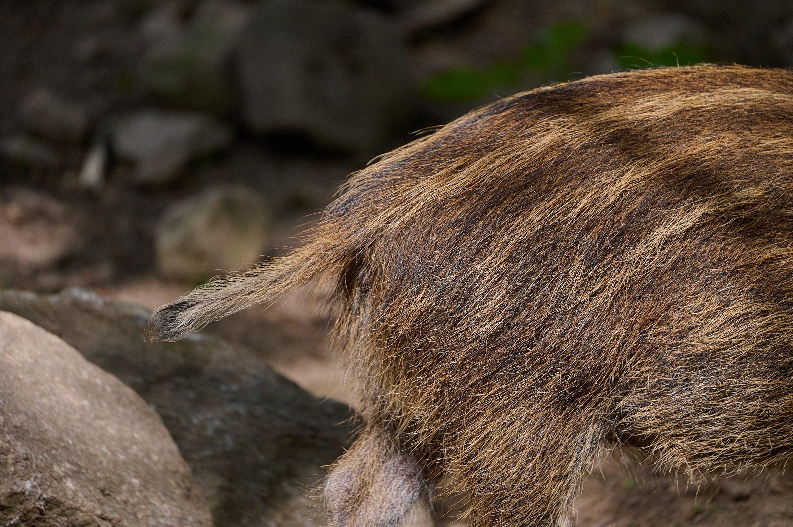 Visit Skånes Djurpark. Yuri Popkov | Photographer