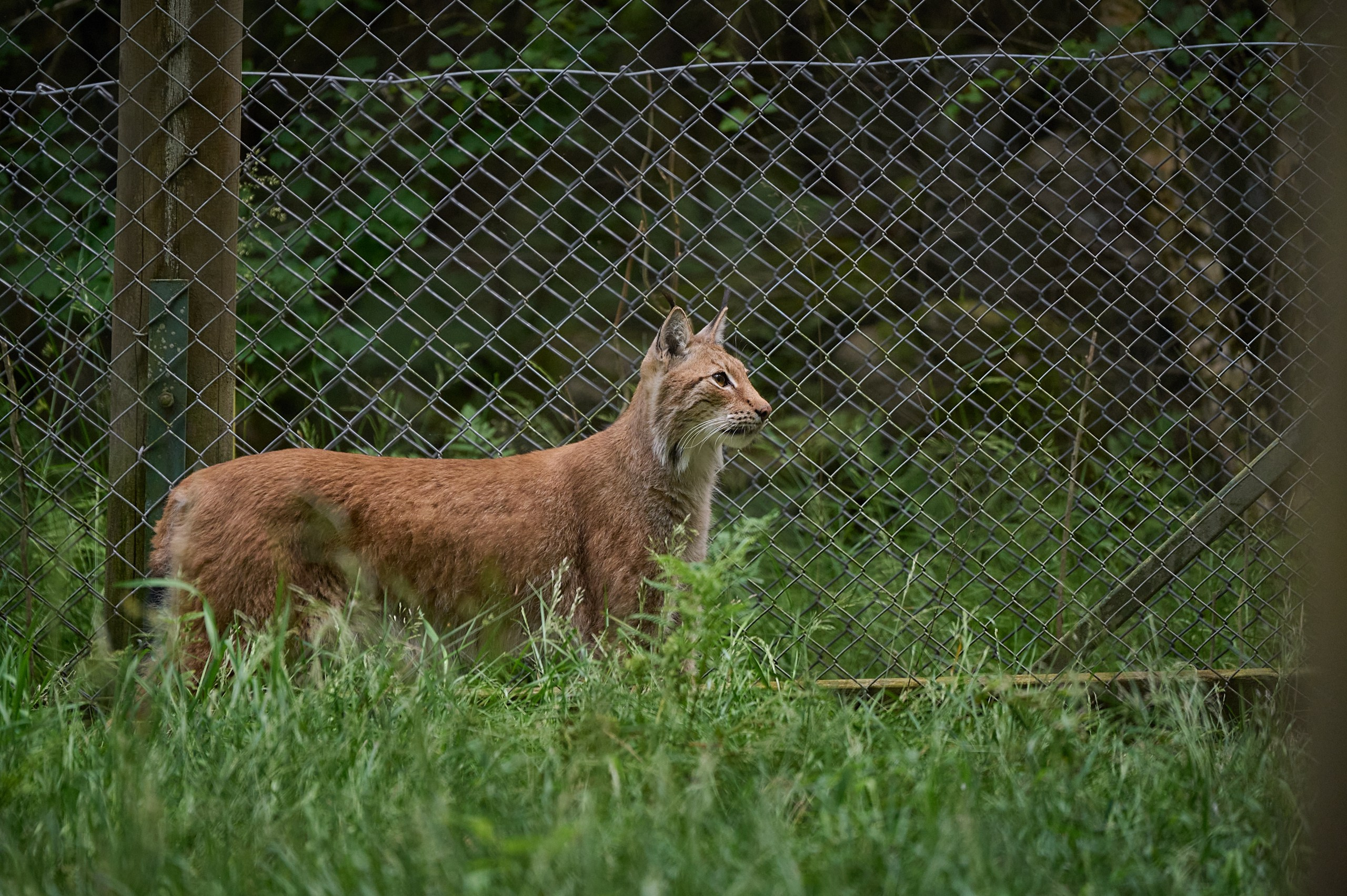 Visit Skånes Djurpark. Yuri Popkov | Photographer