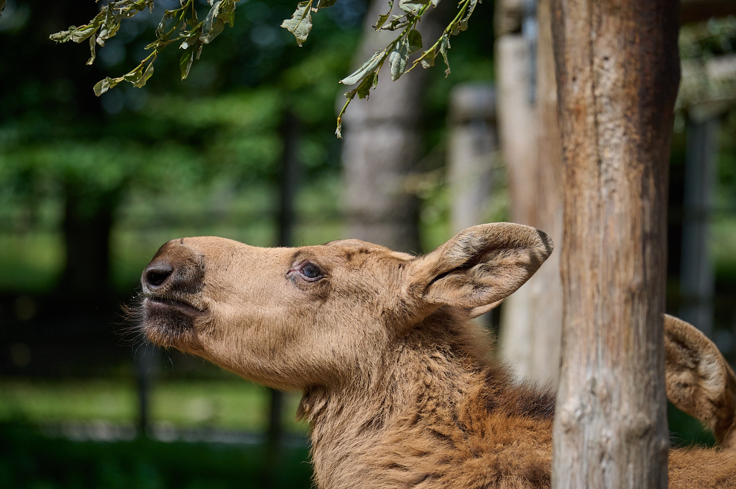 Visit Skånes Djurpark. Yuri Popkov | Photographer