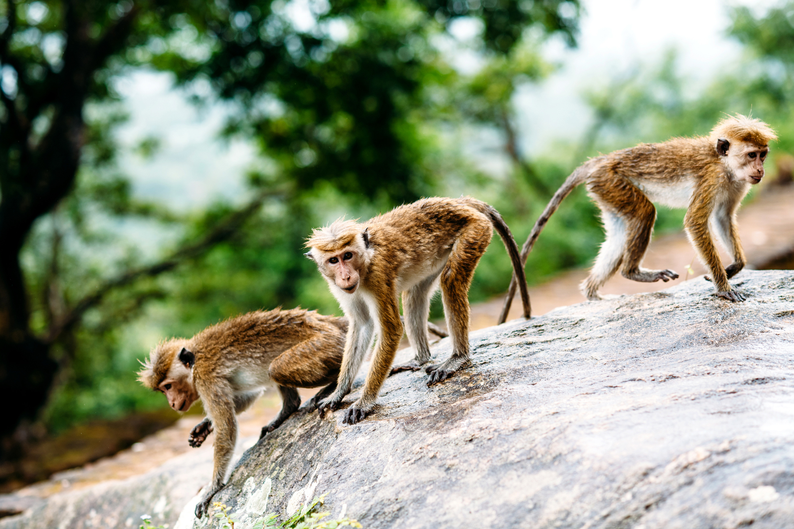 Wedding family photographer Alicante Benidorm Valencia Costa Blanca