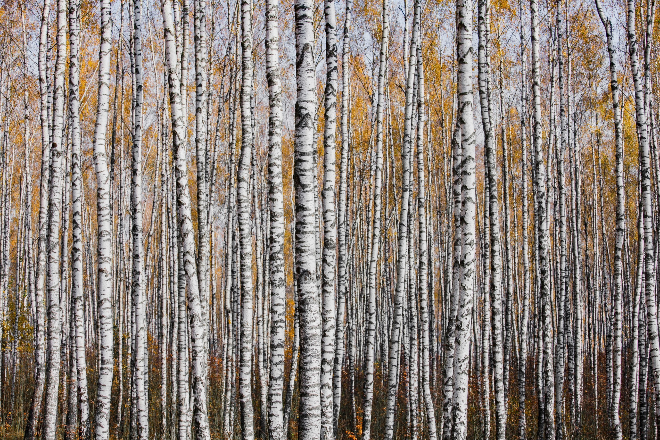 Portfolio Award 2024