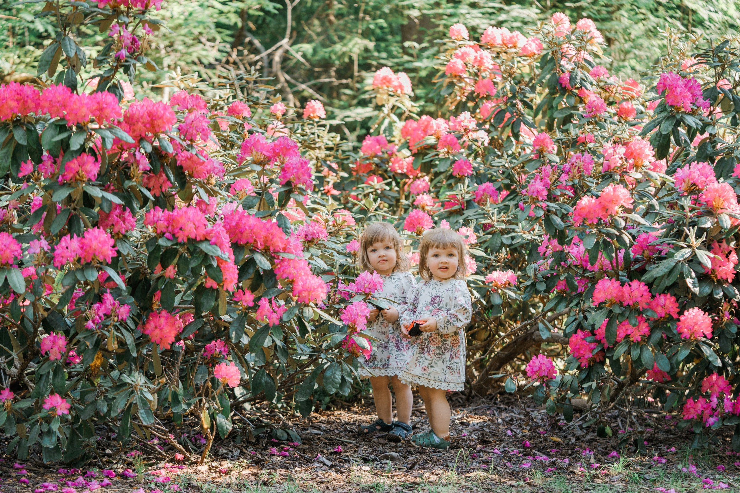 Perhekuvaus alppiruusupuistossa