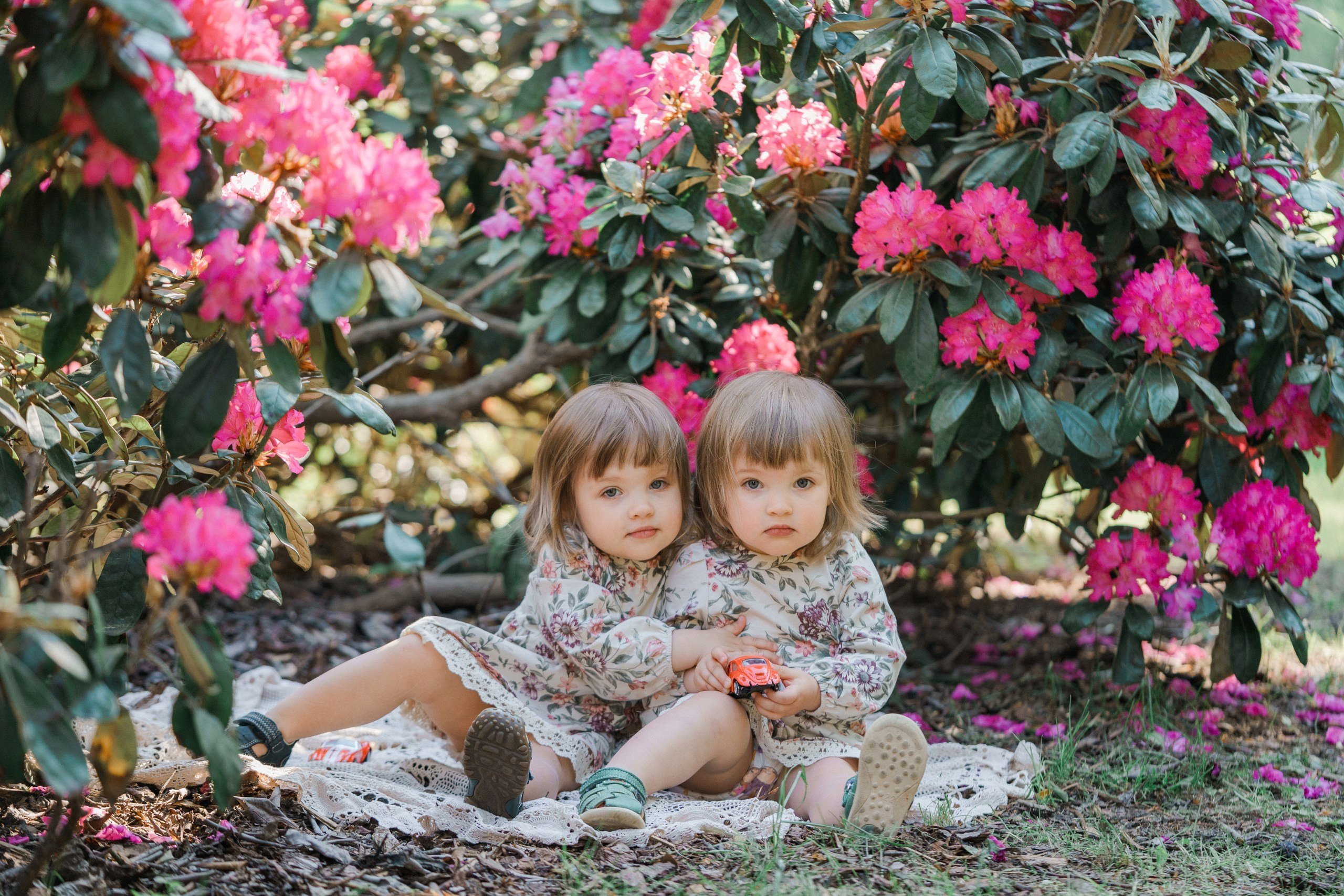 Perhekuvaus alppiruusupuistossa