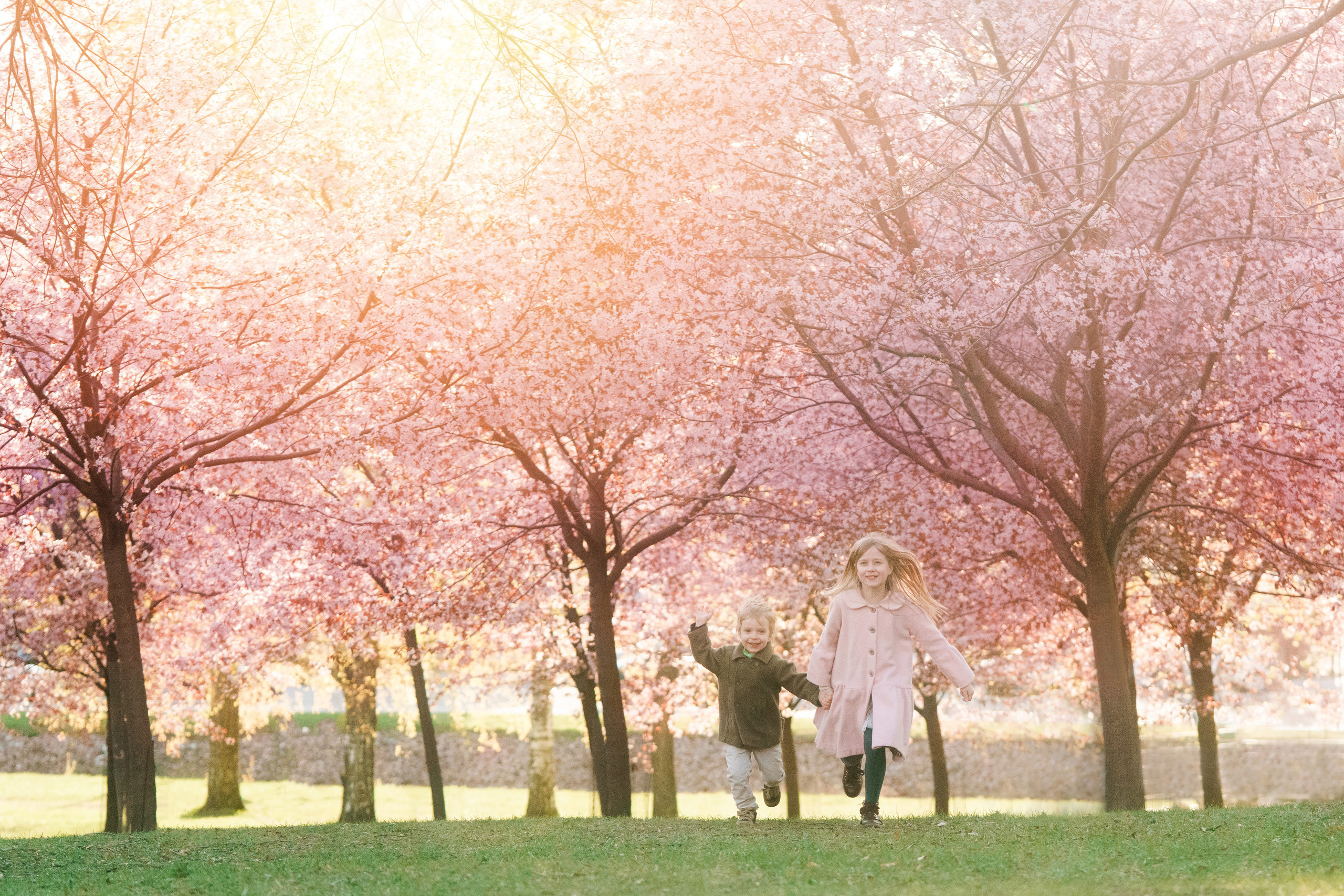 Kuvaus kirsikkapuistossa