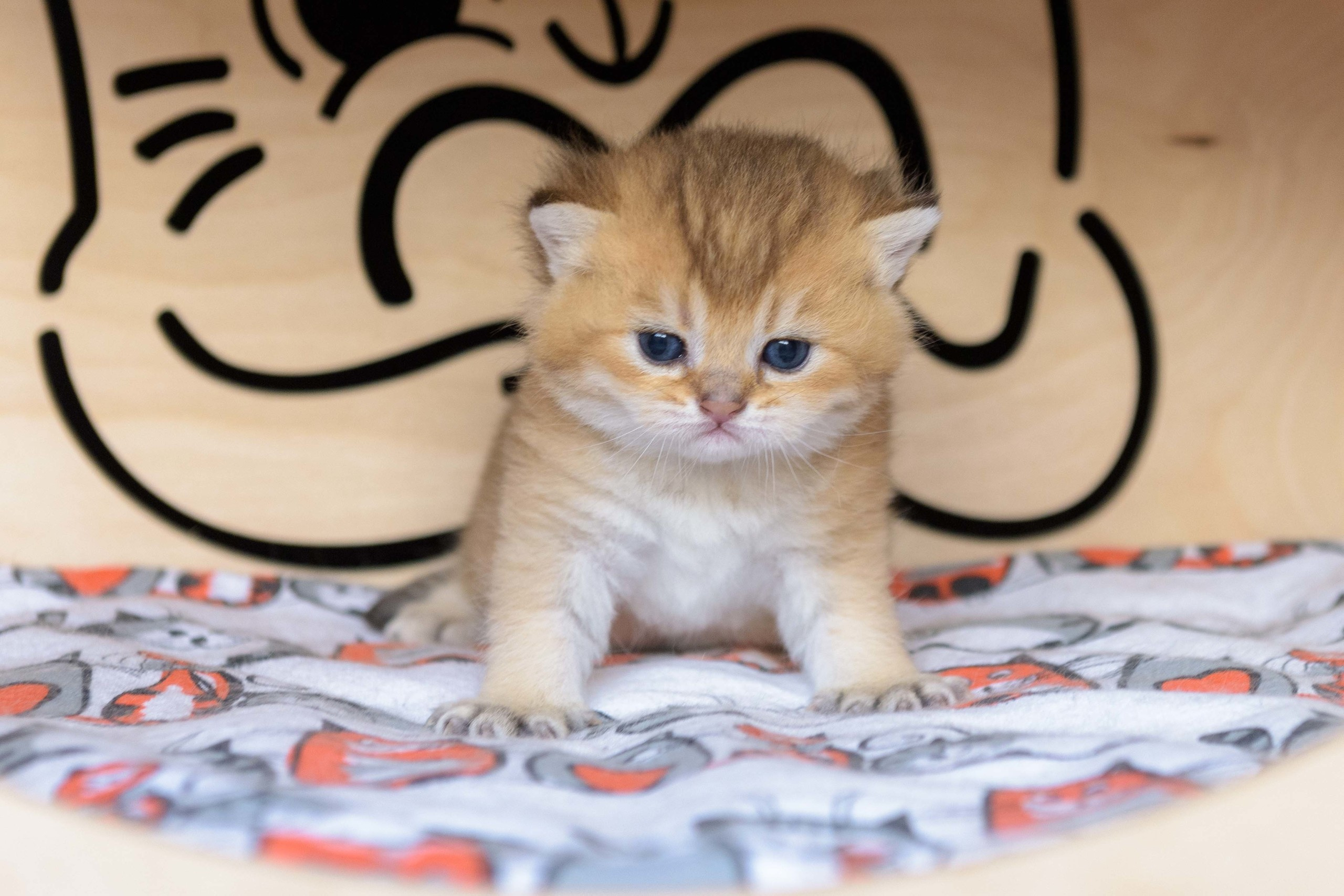 Британские золотые шиншиллы, британские кошки, питомник британских кошек на Кипре, британские котята на Кипре, купить британского котёнка на Кипре, золотая британская шиншилла на Кипре, британский котёнок цена, британские кошки, британские золотые кошки, британские золотые шиншиллы, питомник британских кошек, питомник золотых шиншилл, купить британскую кошку, питомник британских шиншилл в Греции, Питомник британских золотых шиншилл, британские кошки, питомник британских кошек, питомник золотых шиншилл, питомник золотых британцев, британская кошка Москва, британская золотая шиншилла Лимассол, питомник британских кошек Москва, питомник  британских кошек Ростов, британских кошек Сочи, питомник британских кошек Екатеринбург