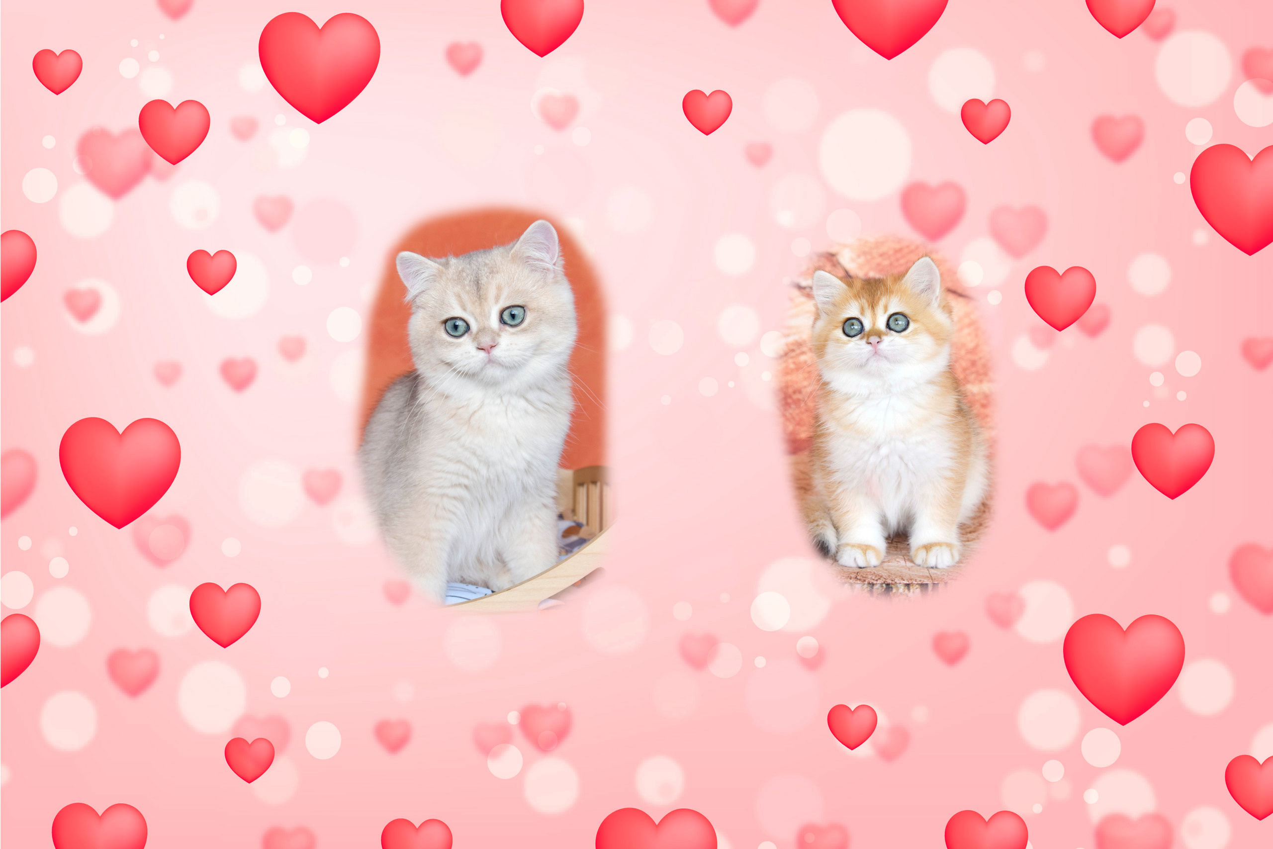 Лист ожидания. British shorthair Cyprus, british shorthair cattery in UK, british cat