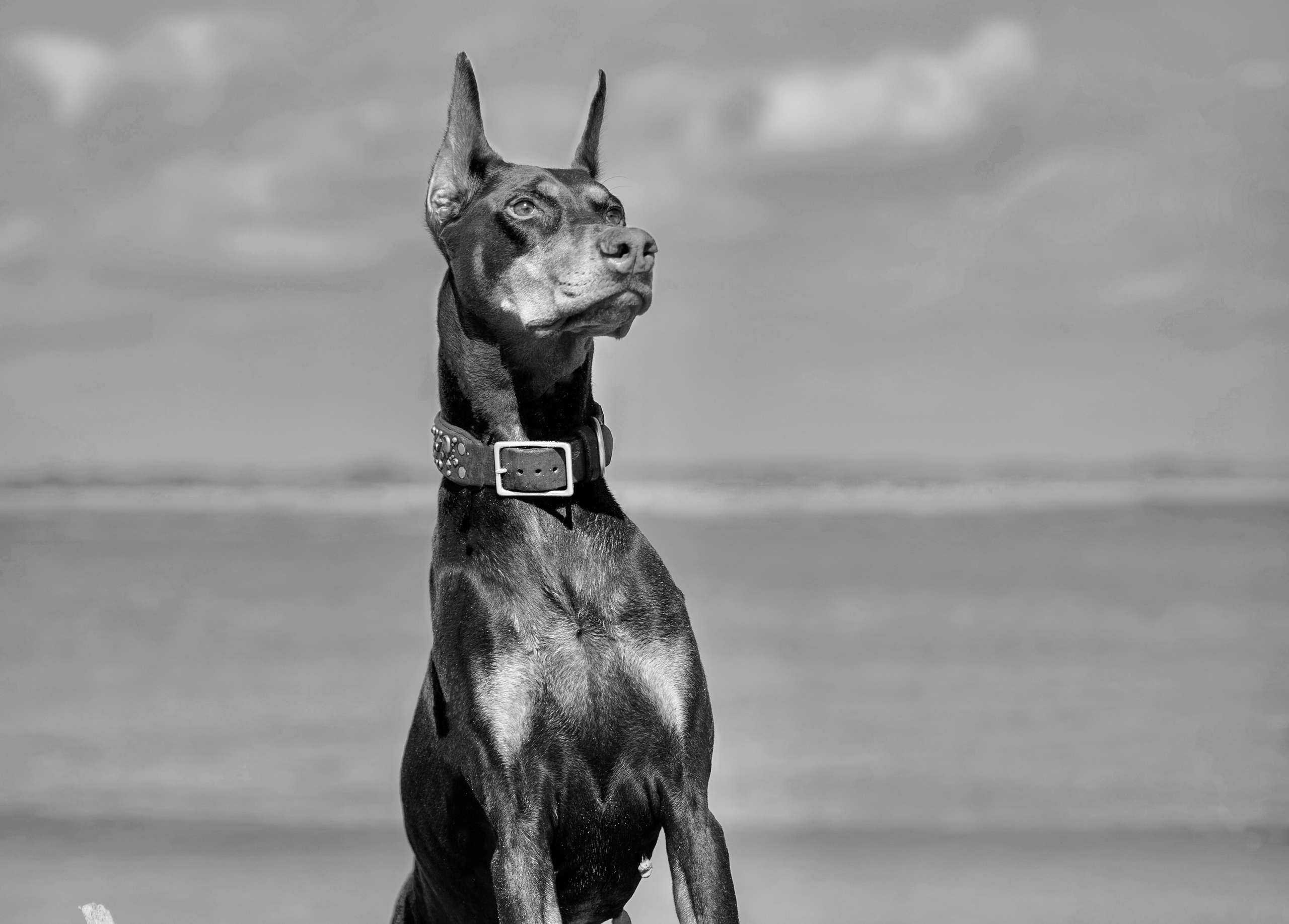 Kings & Queens. Spumanti Dobermans