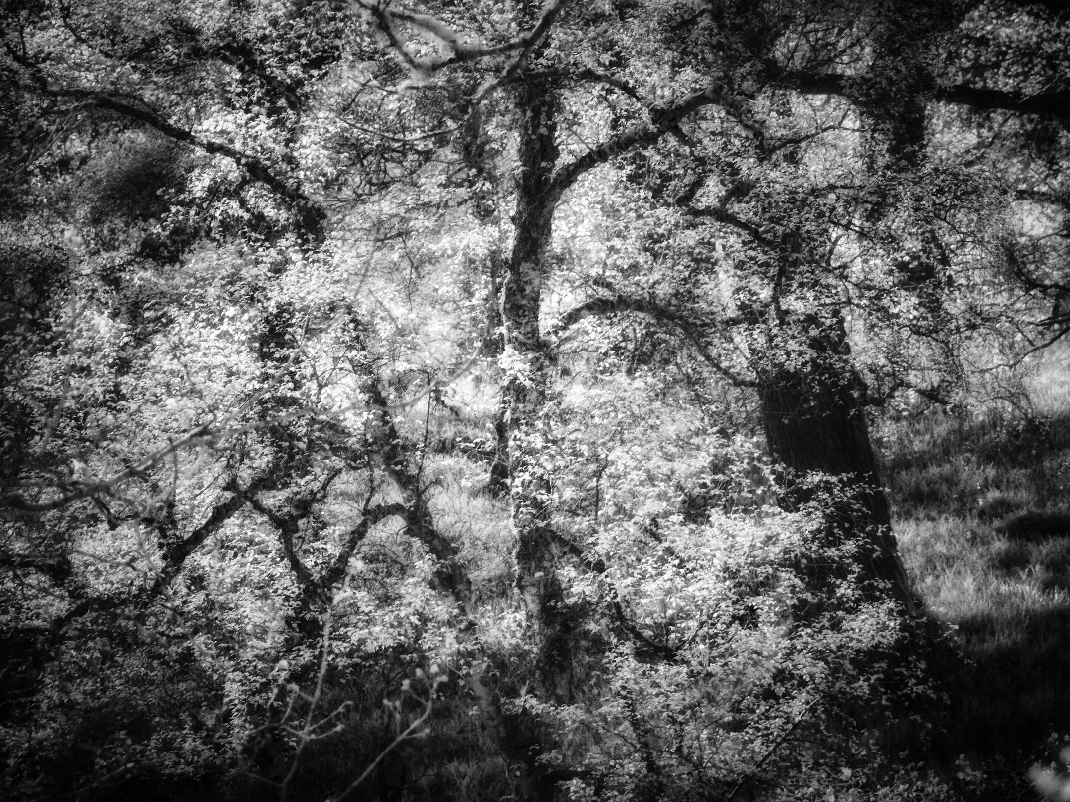 Cawdor Woods in infrared black and white