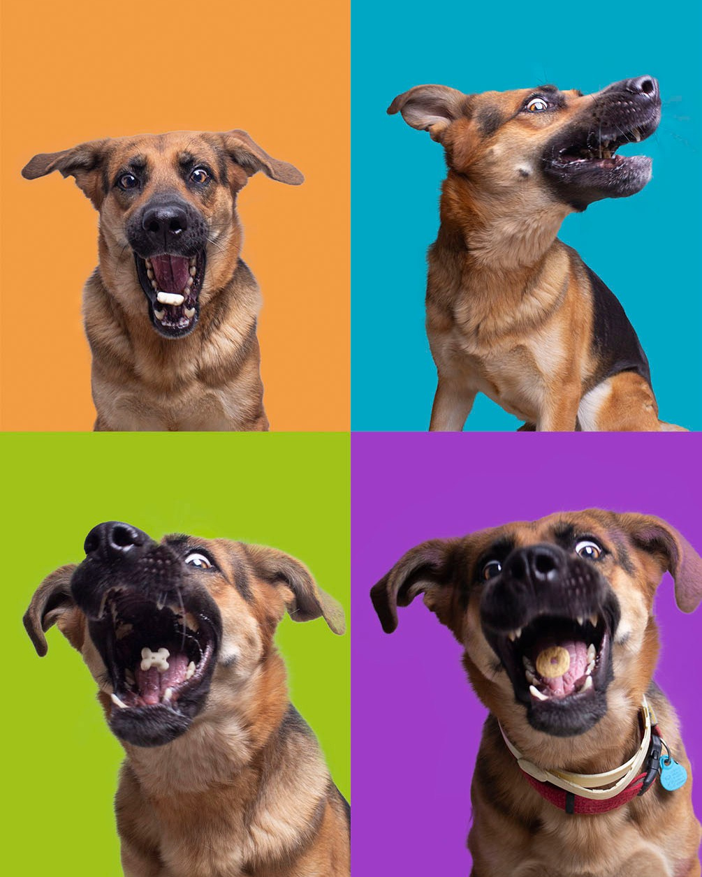 Fotos con huella, fotografía de perros y mascotas en Sevilla