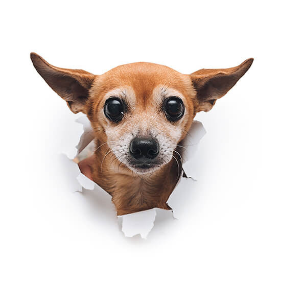 Правила перевозки животных: чихуахуа в переноске внимательно смотрит в камеру