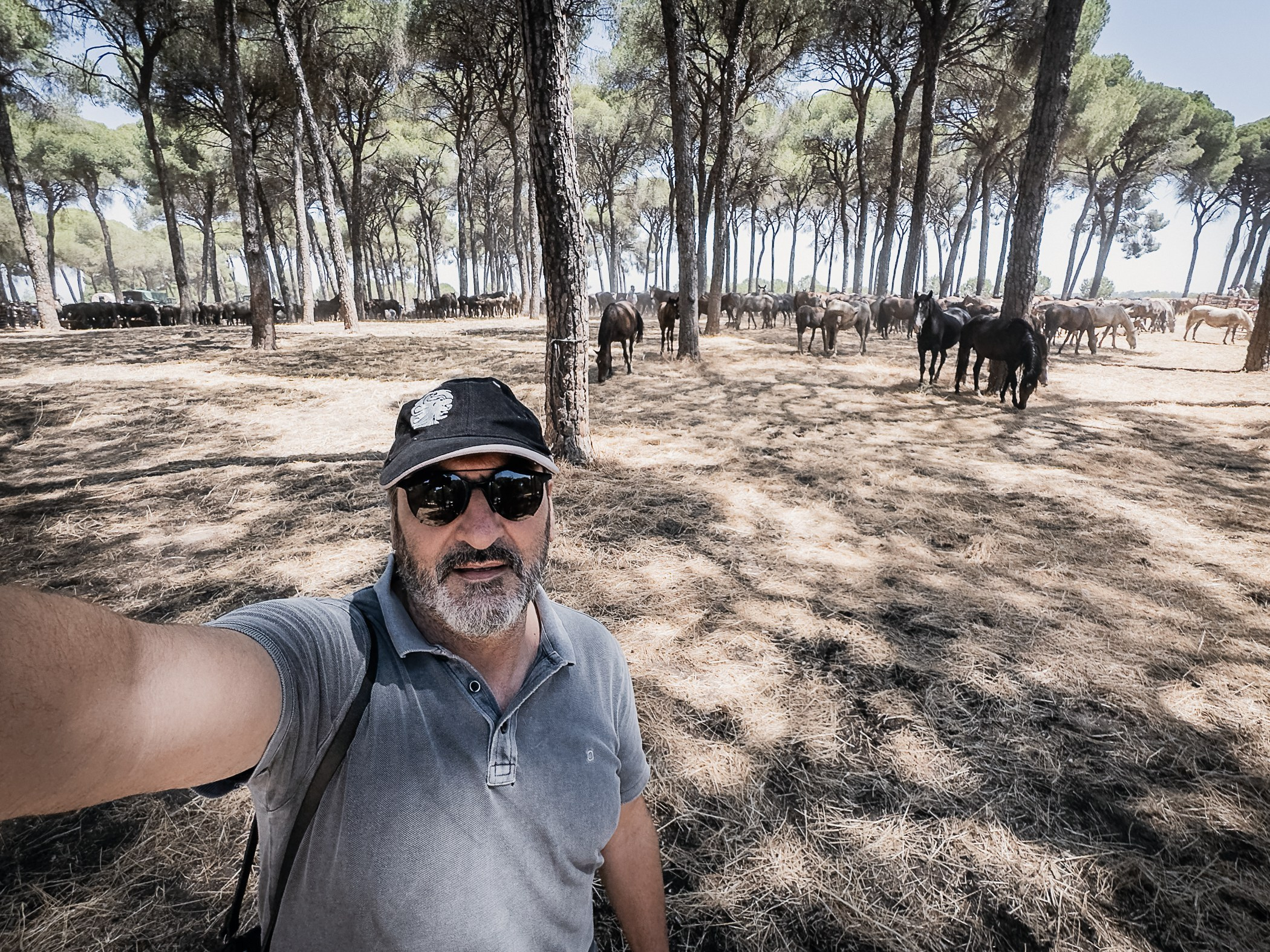 Crónica de la Saca de las Yeguas en El Rocío 2025