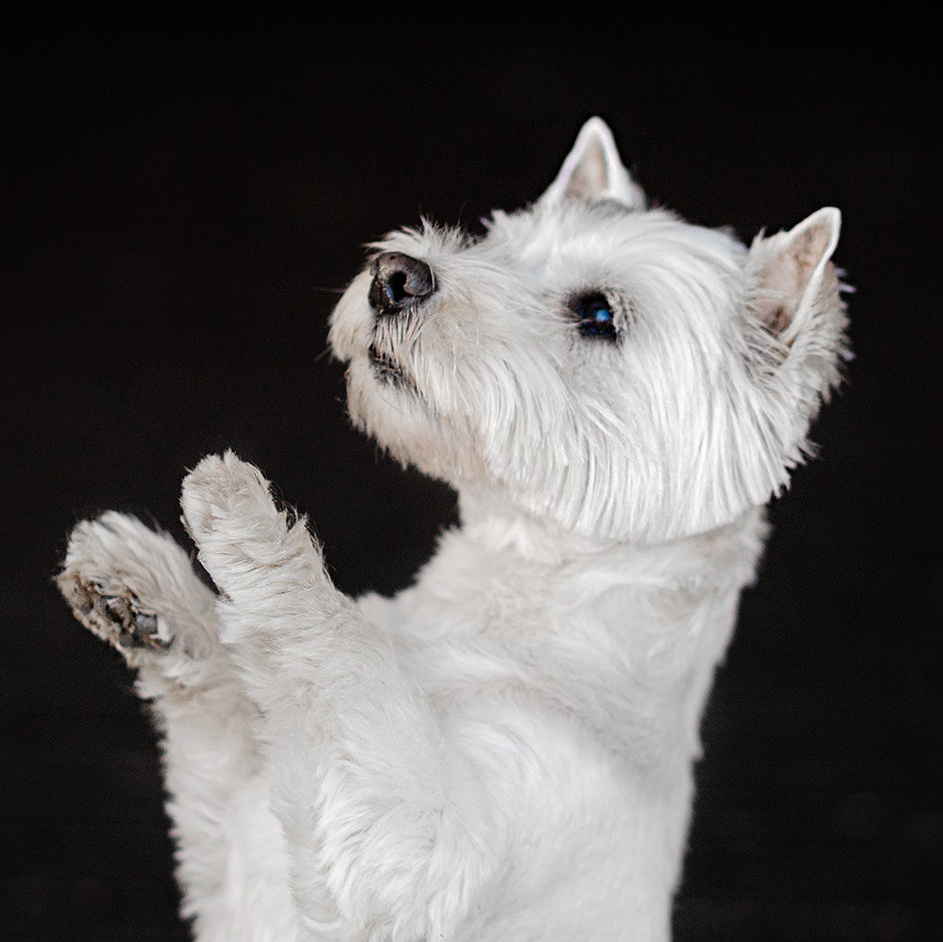 WITH PETS. Dog&Horse Photographer Switzerland