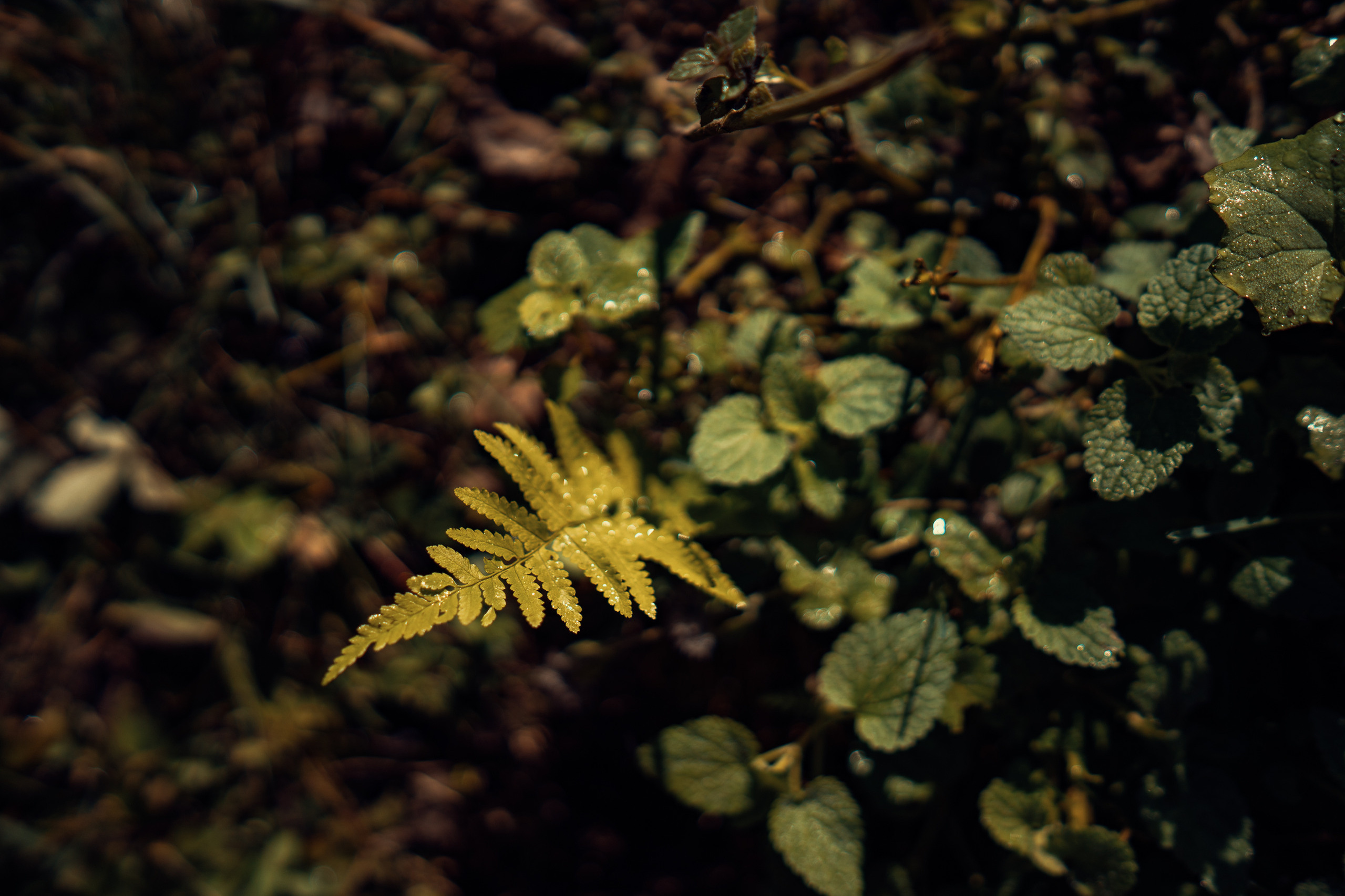 Nacionalni park Prokletije u Crnoj Gori