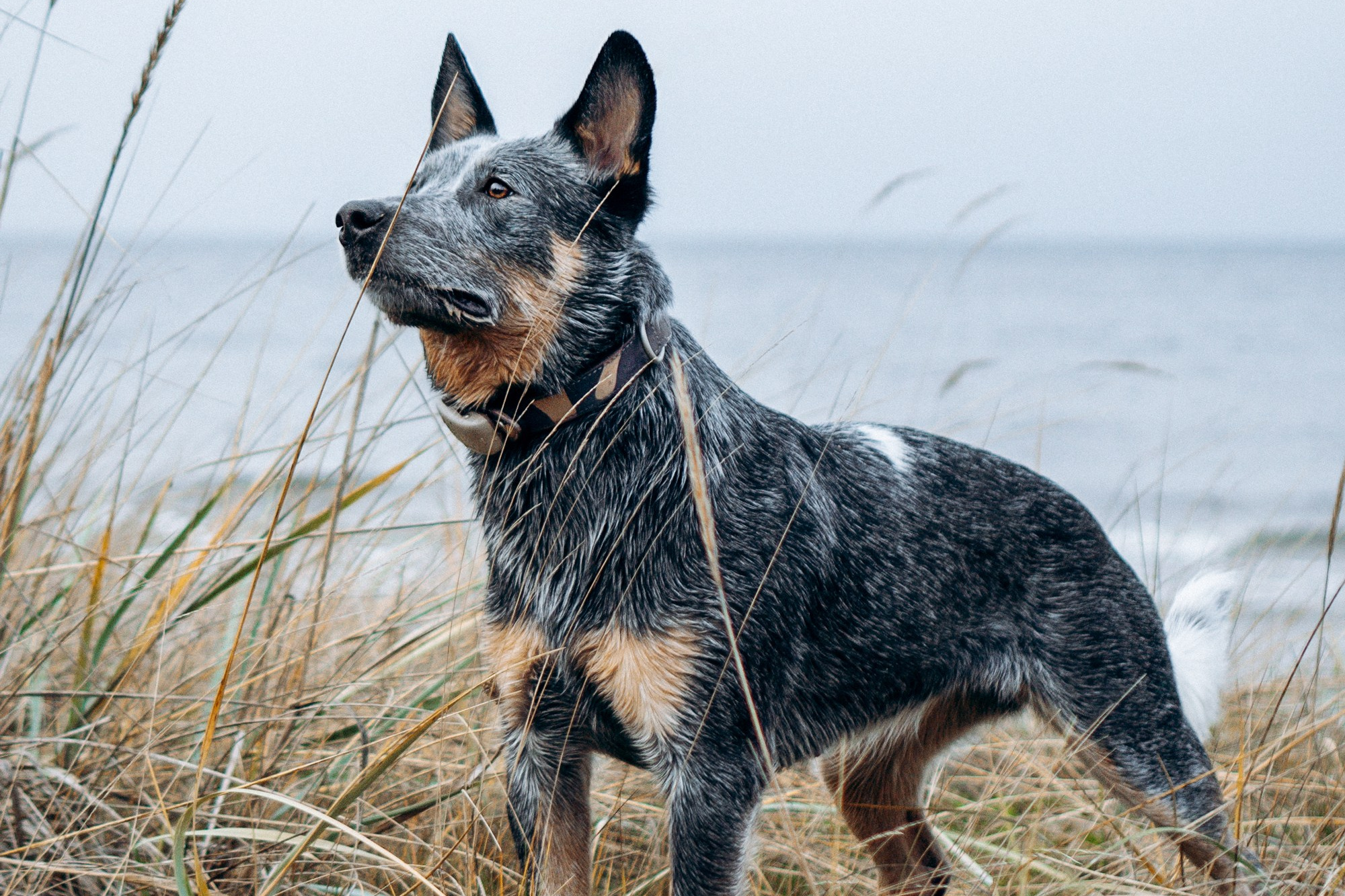 Services and Price. Kat Laisaar — Pet photographer in Tallinn