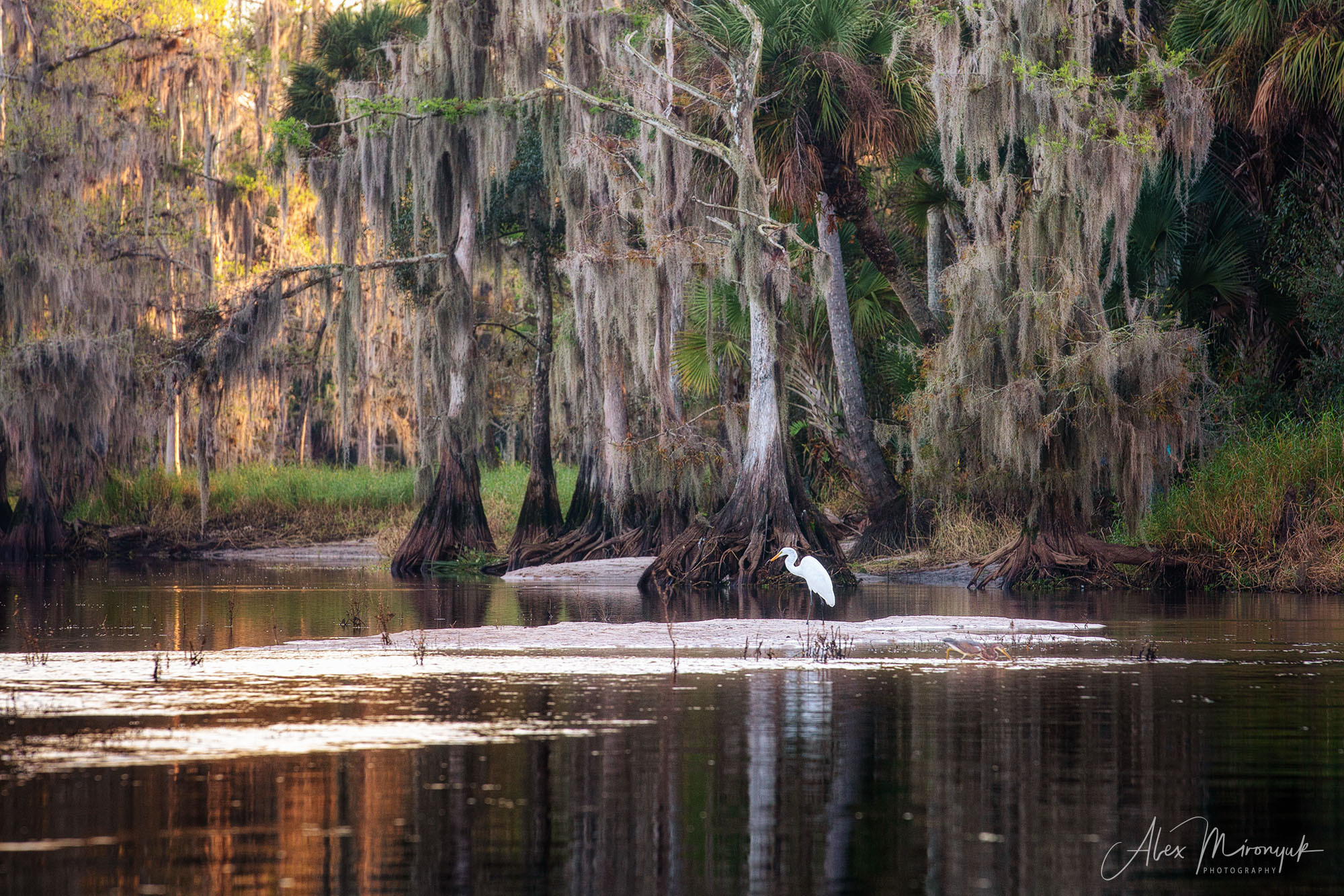 Winter in Florida. Alex Mironyuk Photography