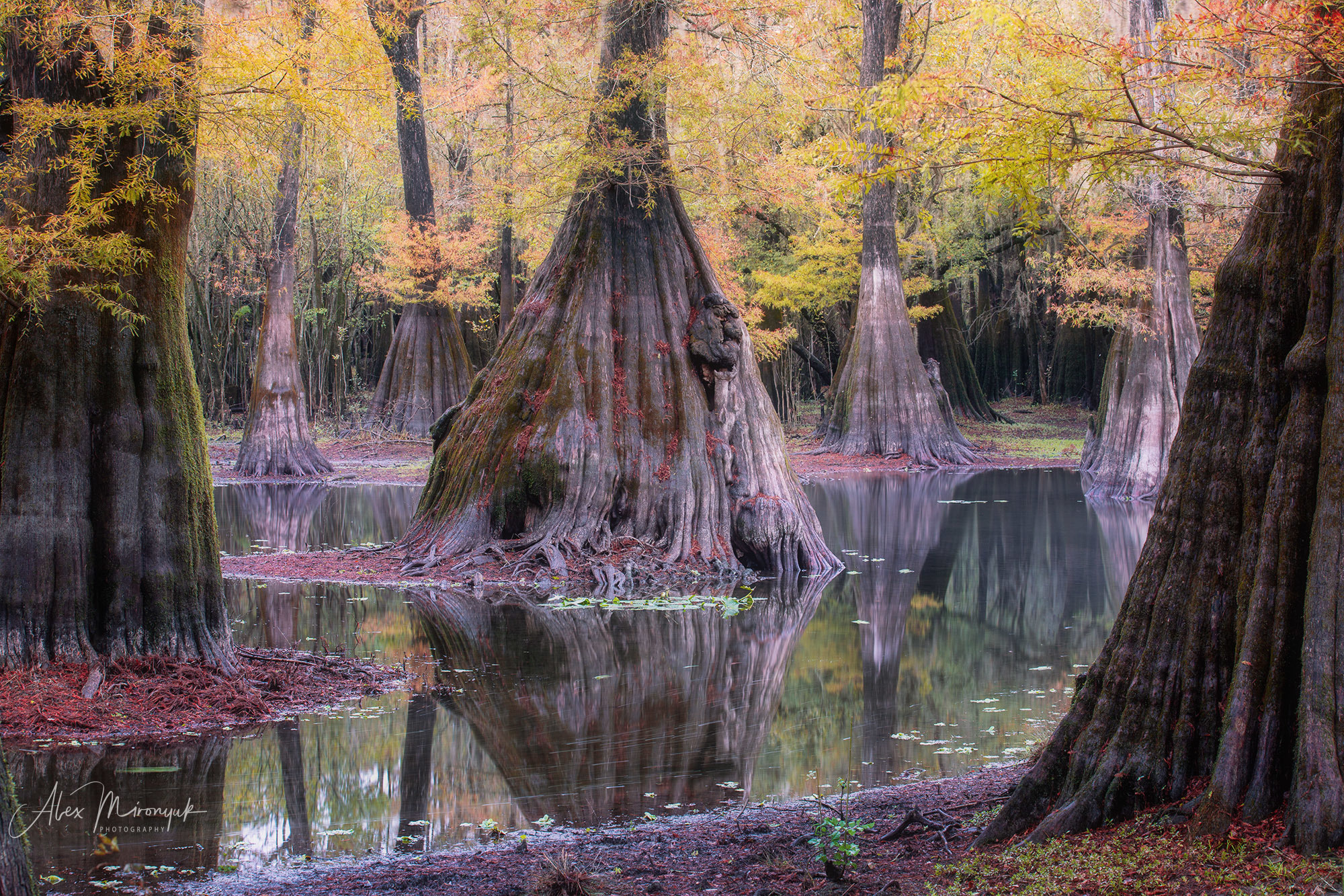 Cypress Swamps Adventure. Pet, Senior, Landscape, portrait studio, photographer in Miami and Sou