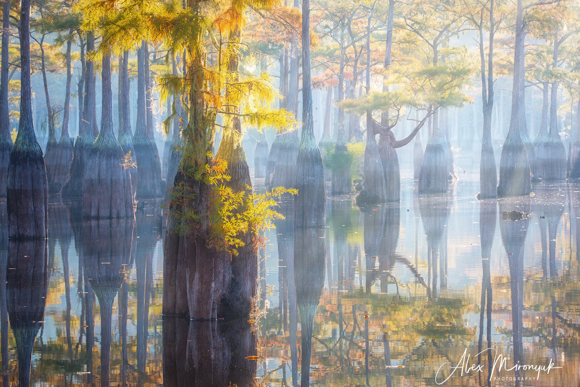 Cypress Swamps Adventure. Pet, Senior, Landscape, portrait studio, photographer in Miami and Sou