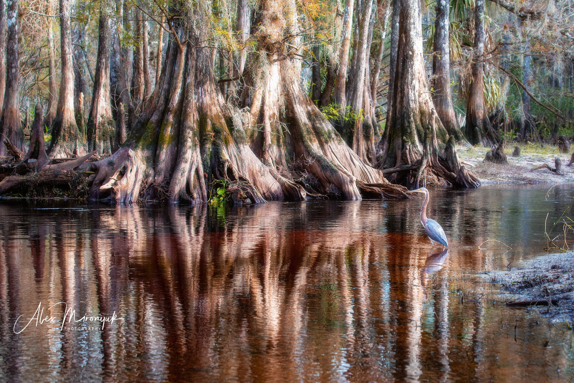 Winter in Florida. Alex Mironyuk Photography