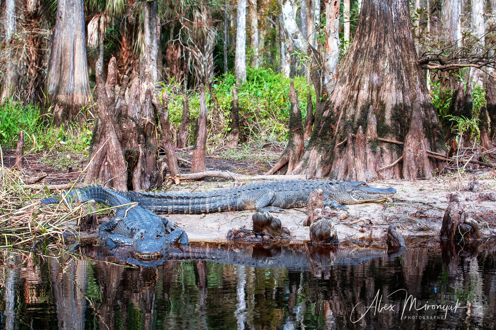 Winter in Florida. Alex Mironyuk Photography